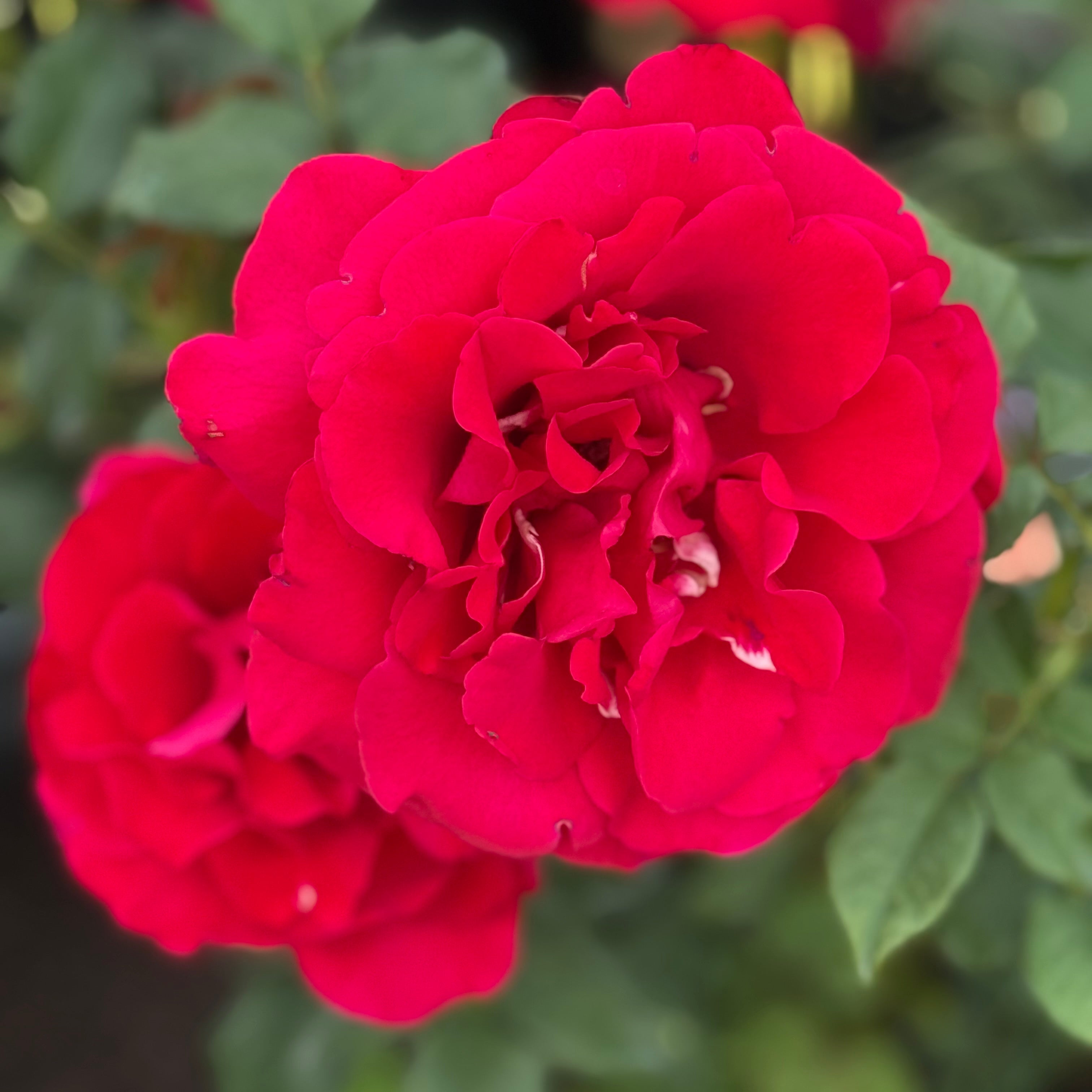 In The Mood™ Potted Rose Bush