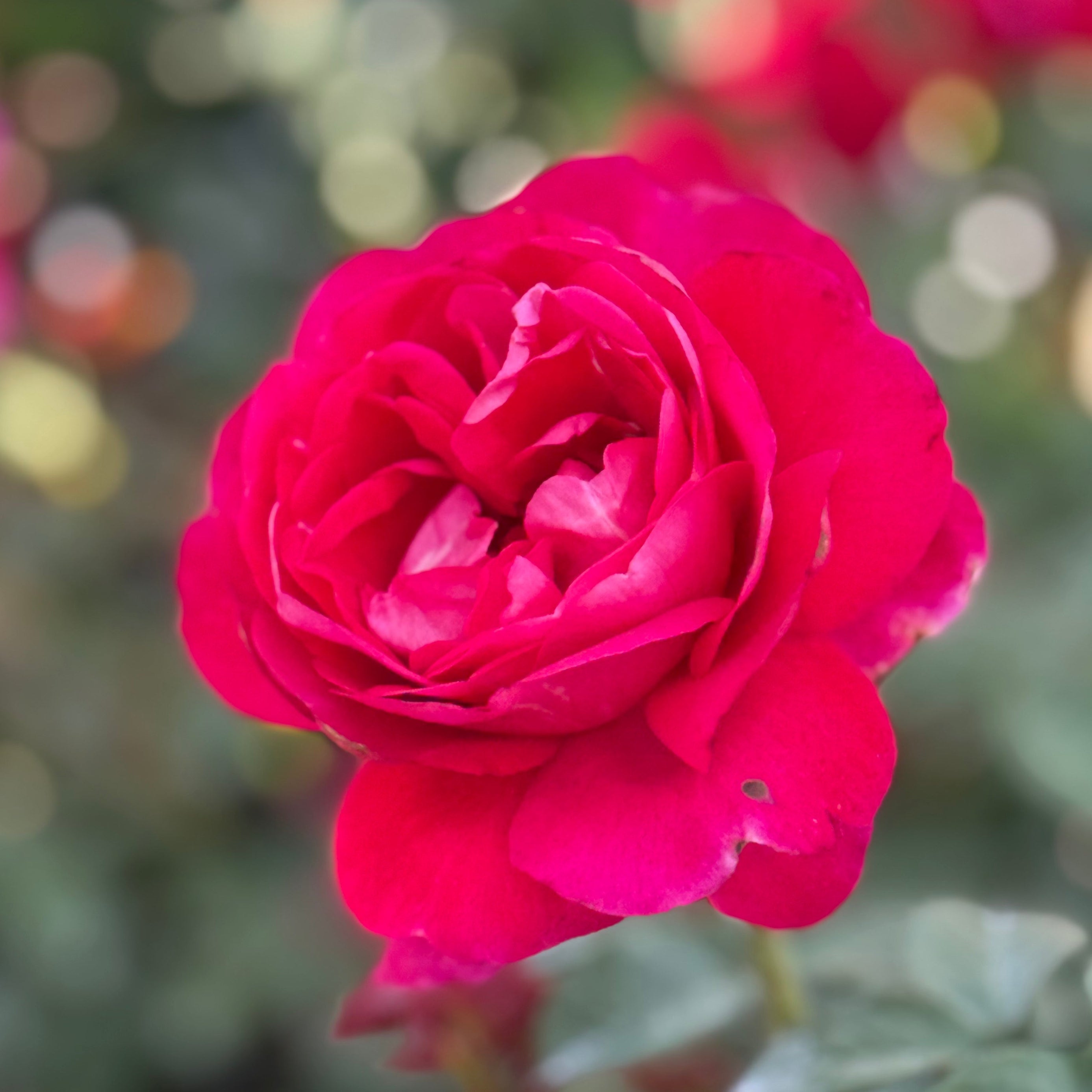 In The Mood™ Potted Rose Bush