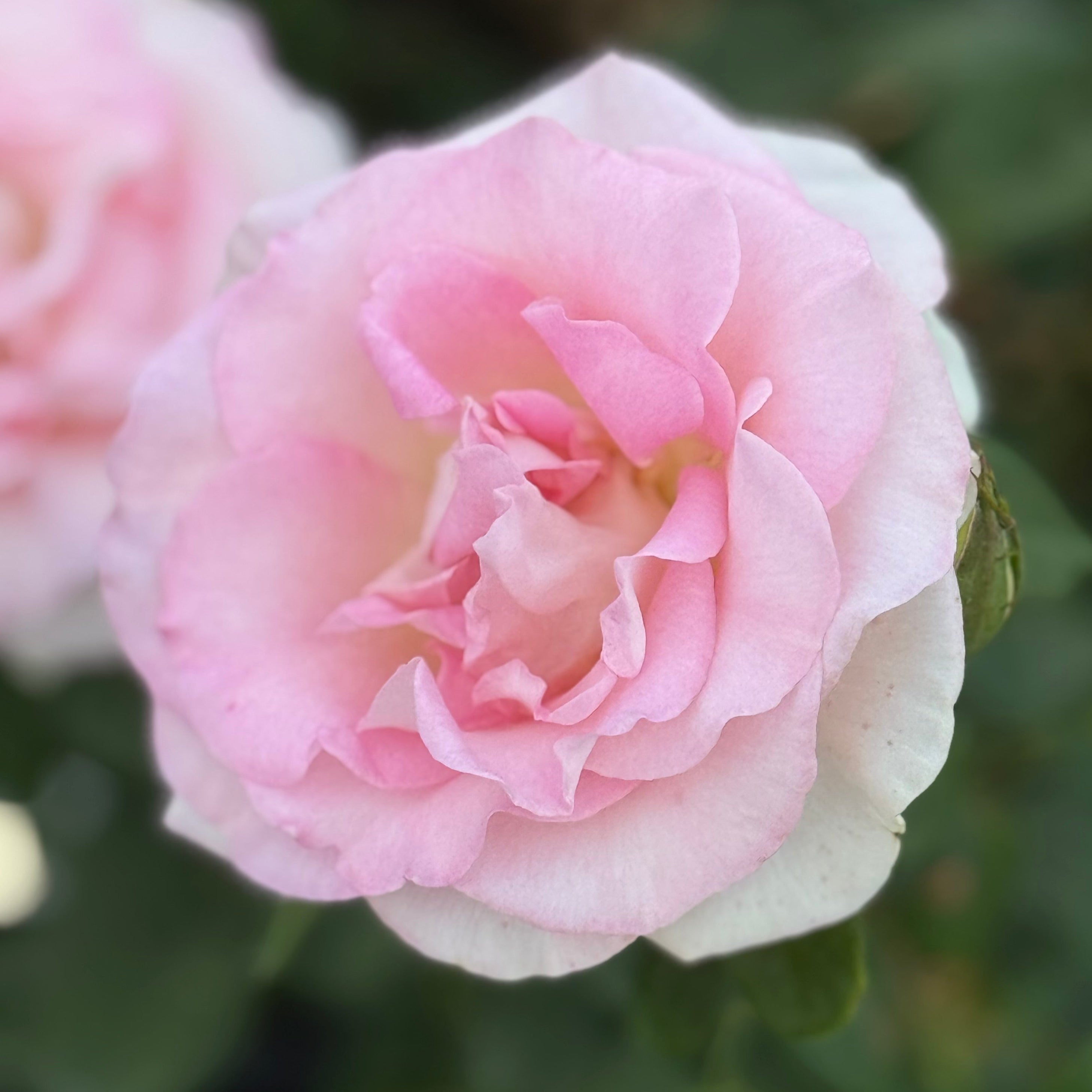 Falling in Love ™ Potted Rose Bush