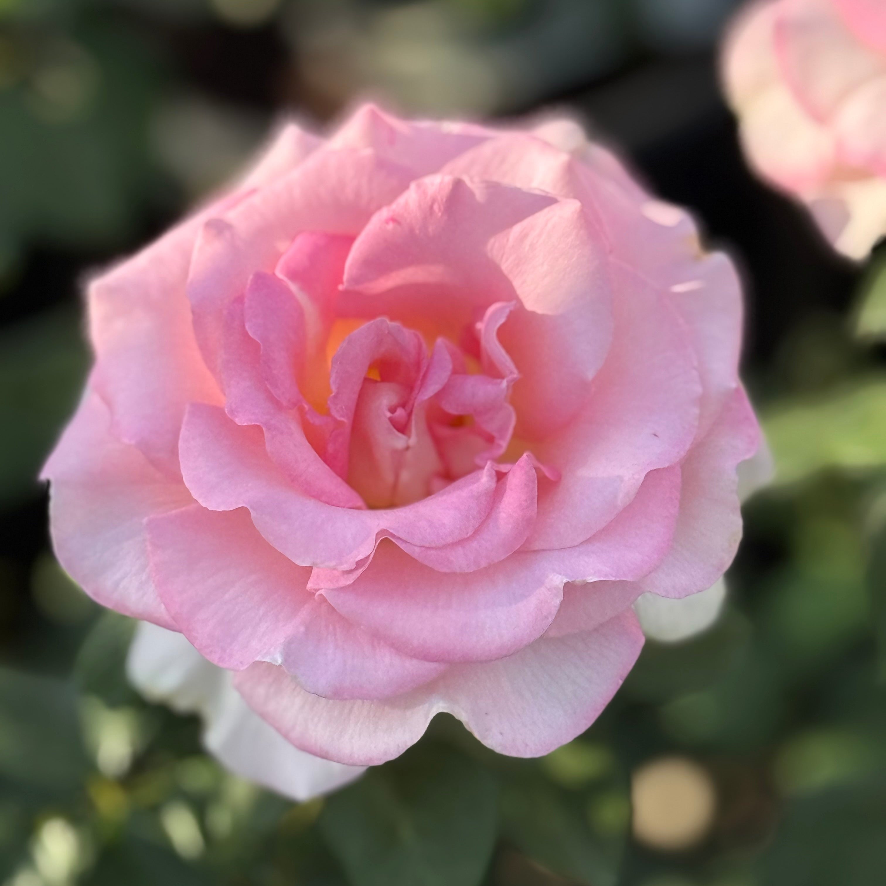 Falling in Love ™ Potted Rose Bush