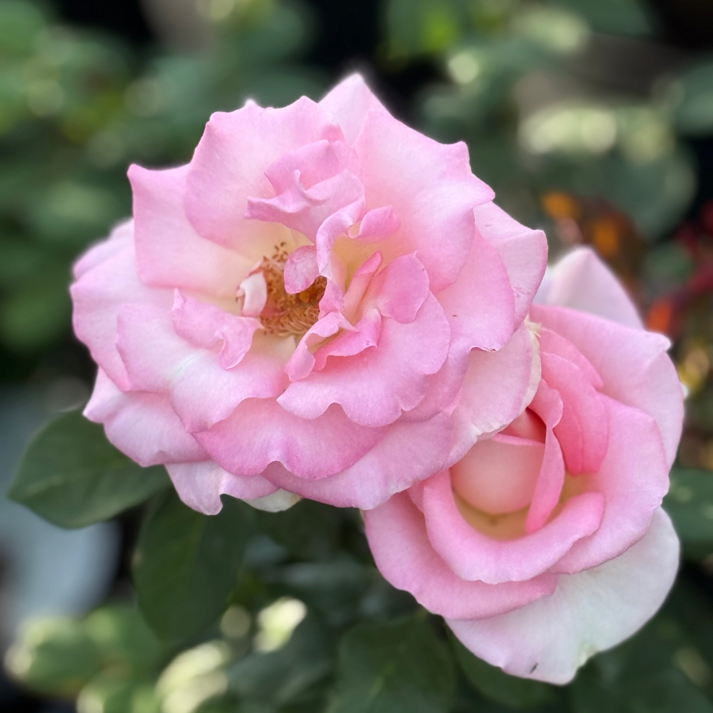 Falling in Love ™ Potted Rose Bush