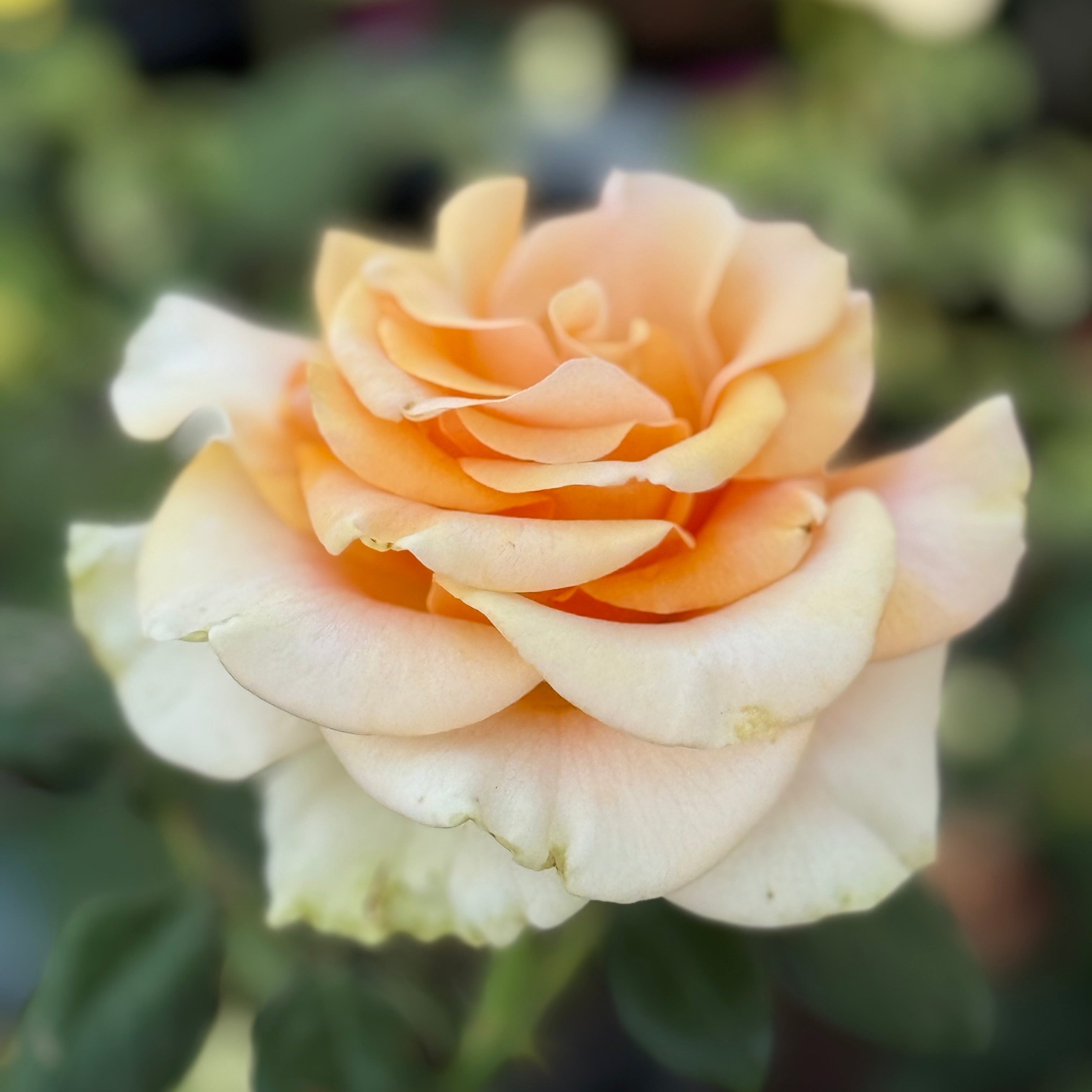 Marilyn Monroe™ Potted Rose Bush