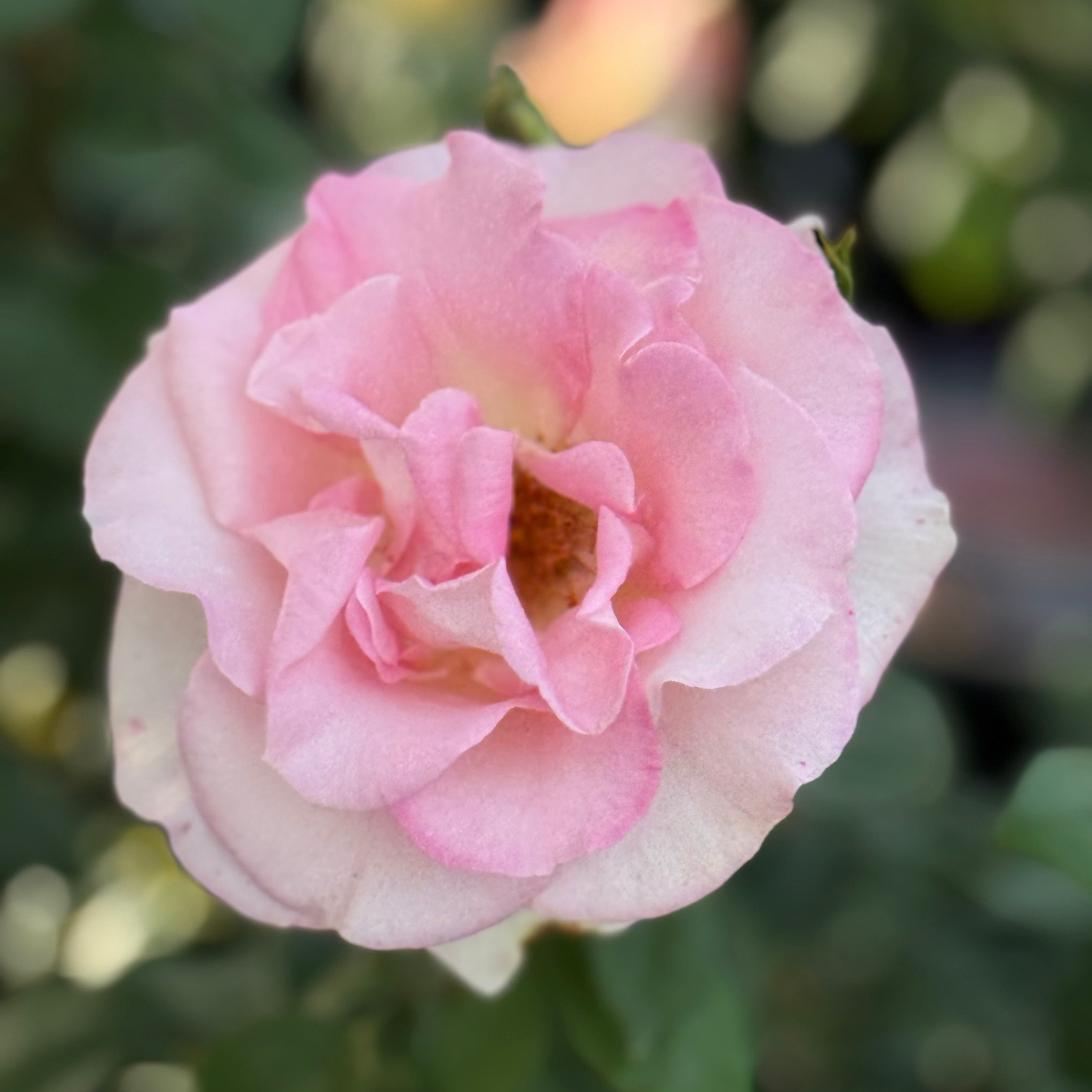 Falling in Love ™ Potted Rose Bush