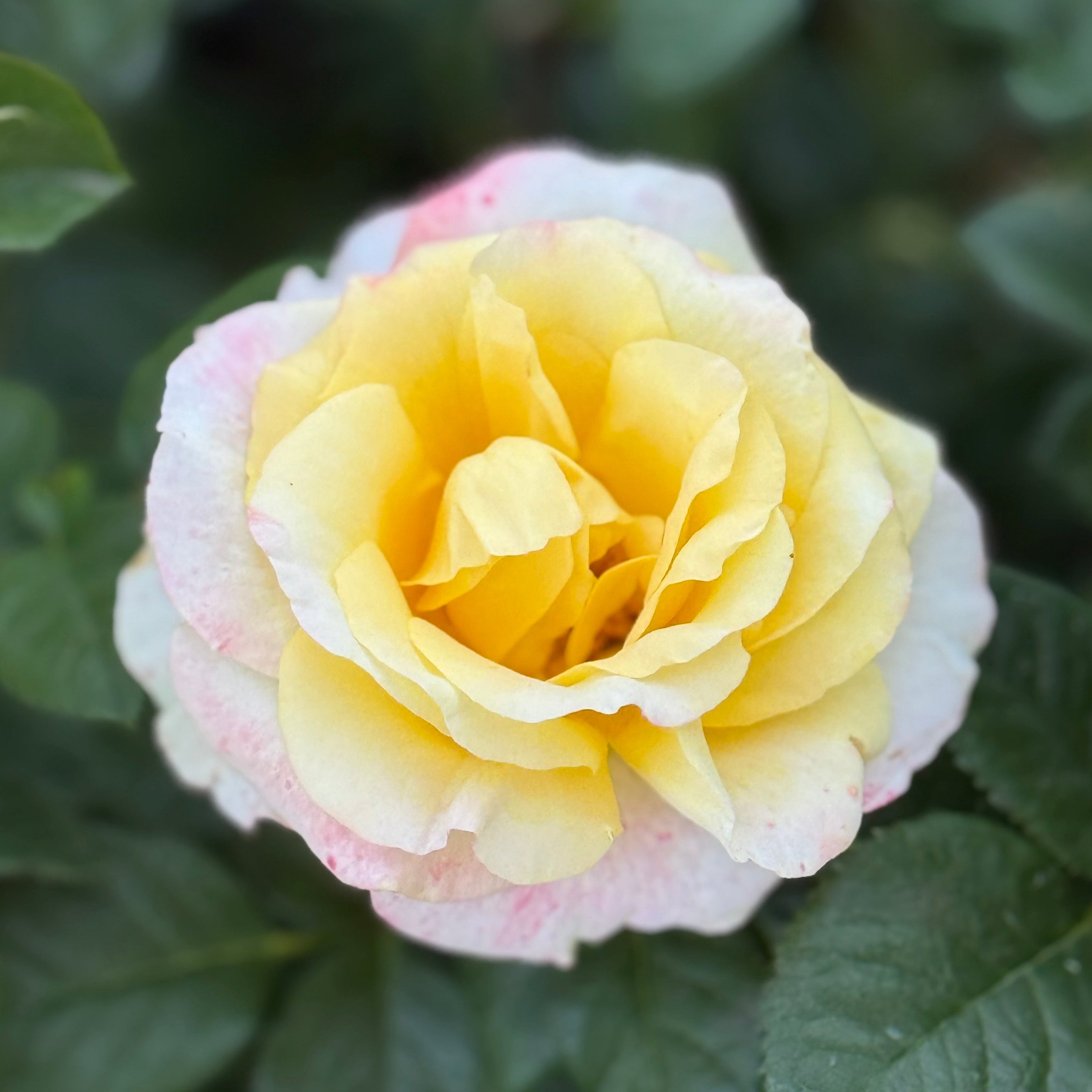 Make Me Blush™ Potted Tree Rose