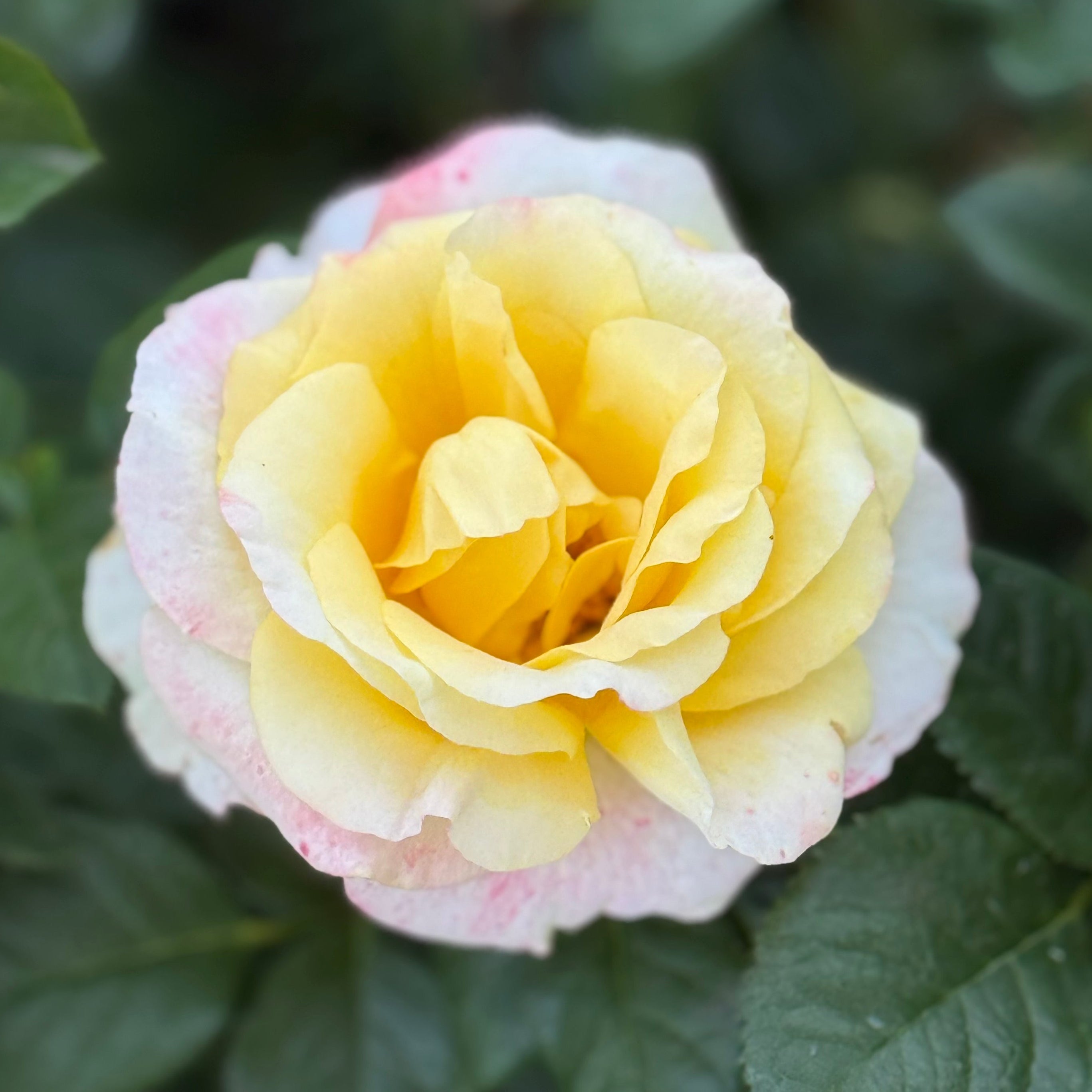 Make Me Blush™ Bare Root Tree Rose