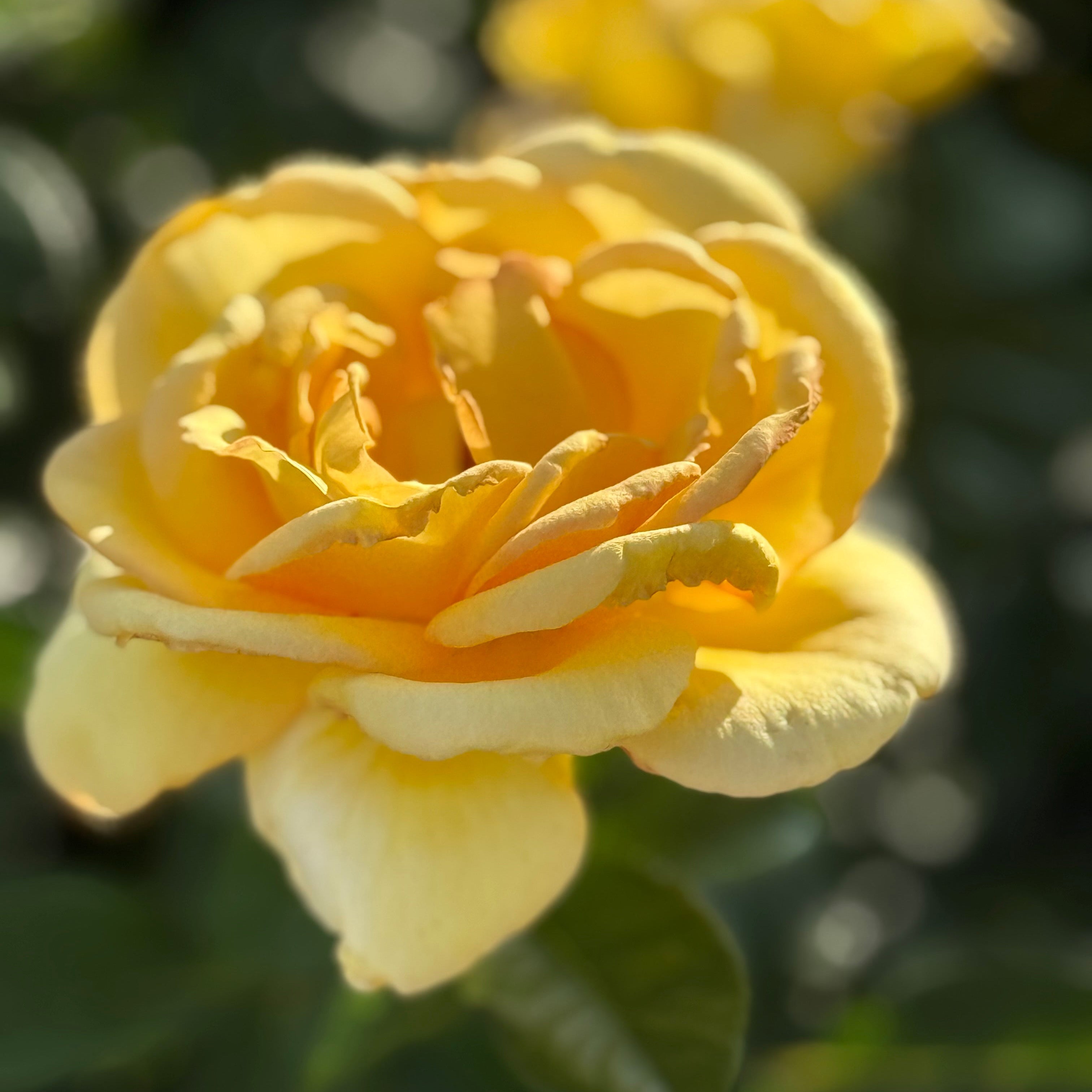 Hotel California Bare Root Rose Bush