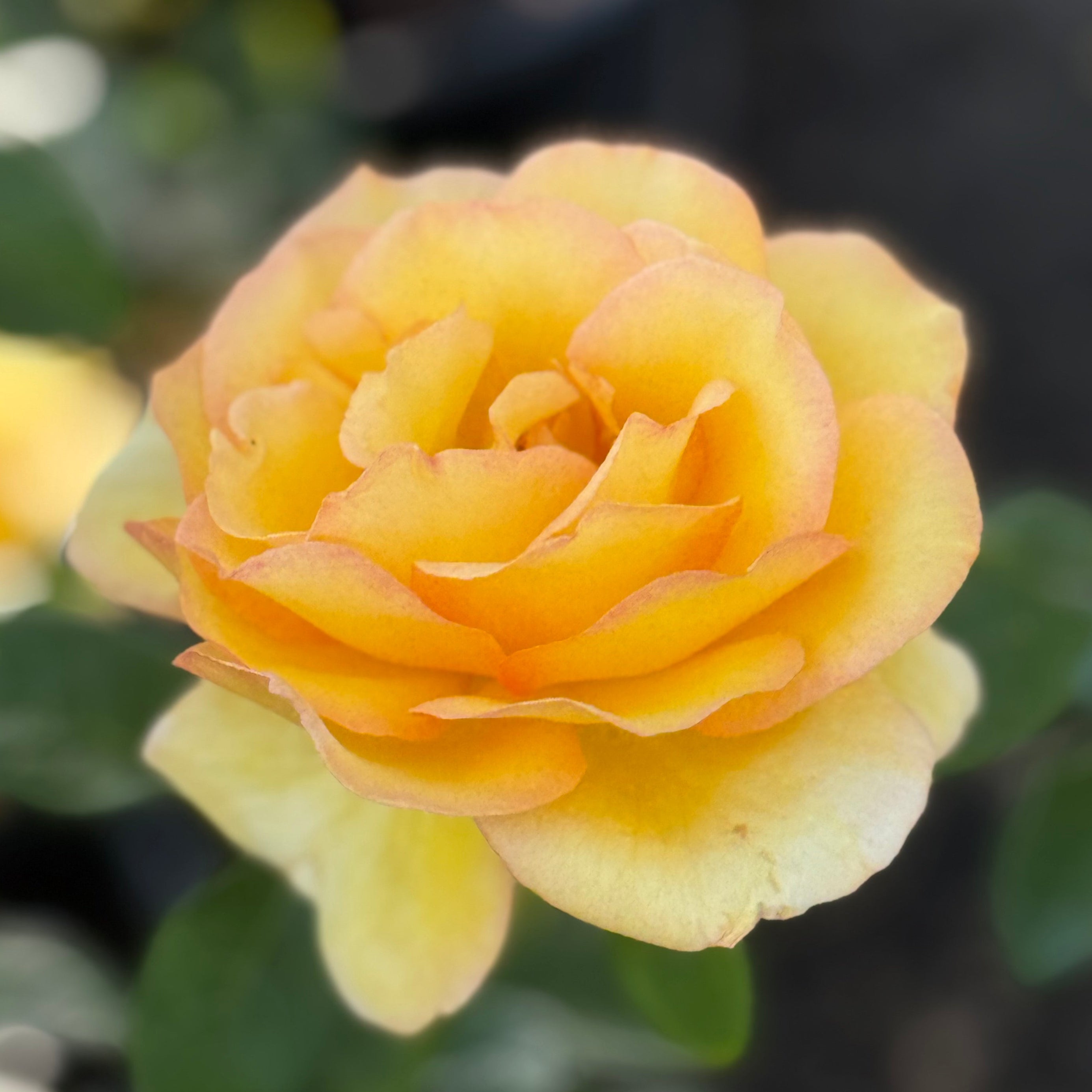 Hotel California Bare Root Rose Bush