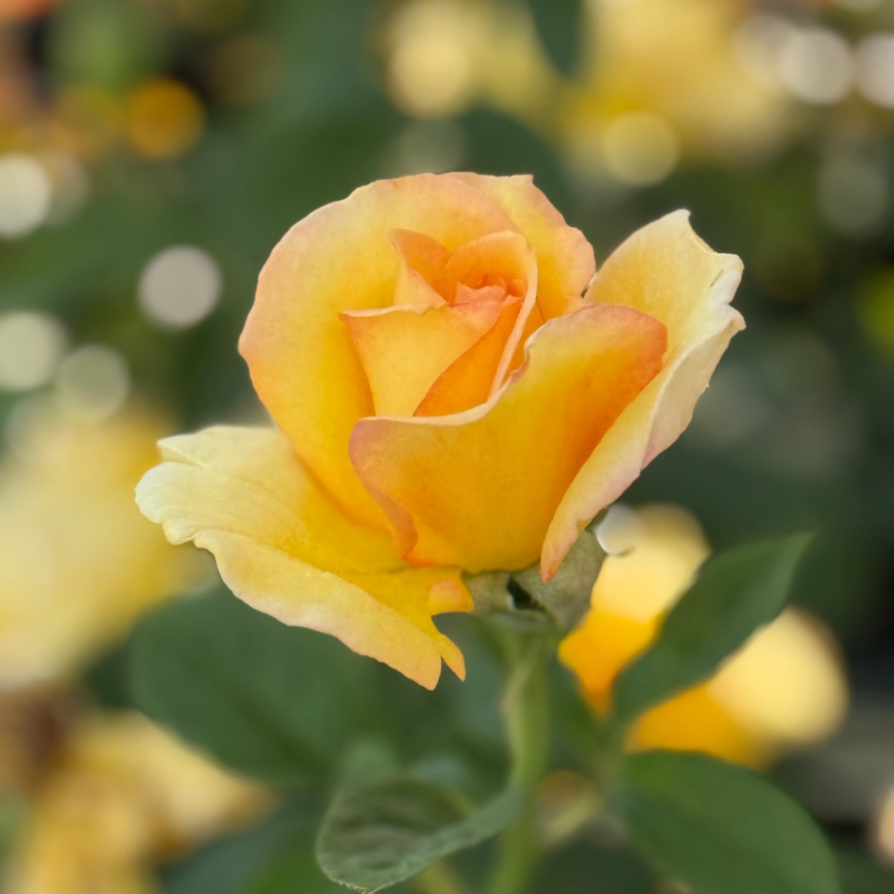 Hotel California Bare Root Rose Bush