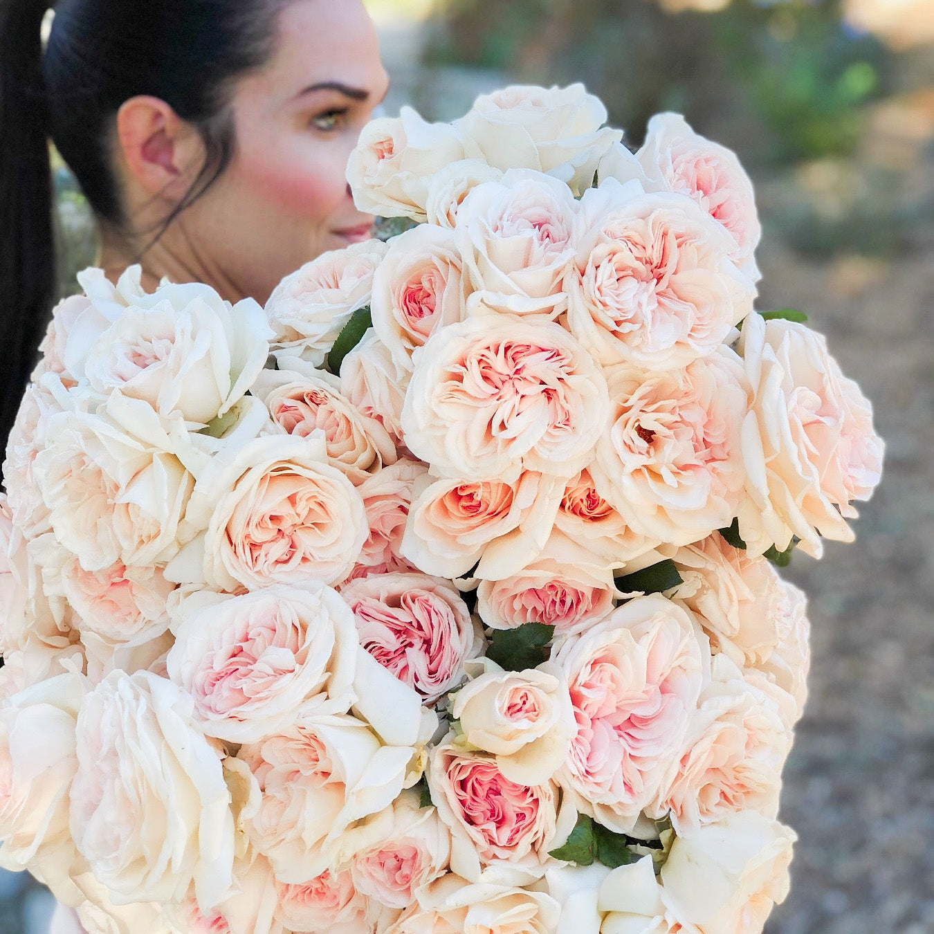 Francis Meilland® Potted Rose Bush