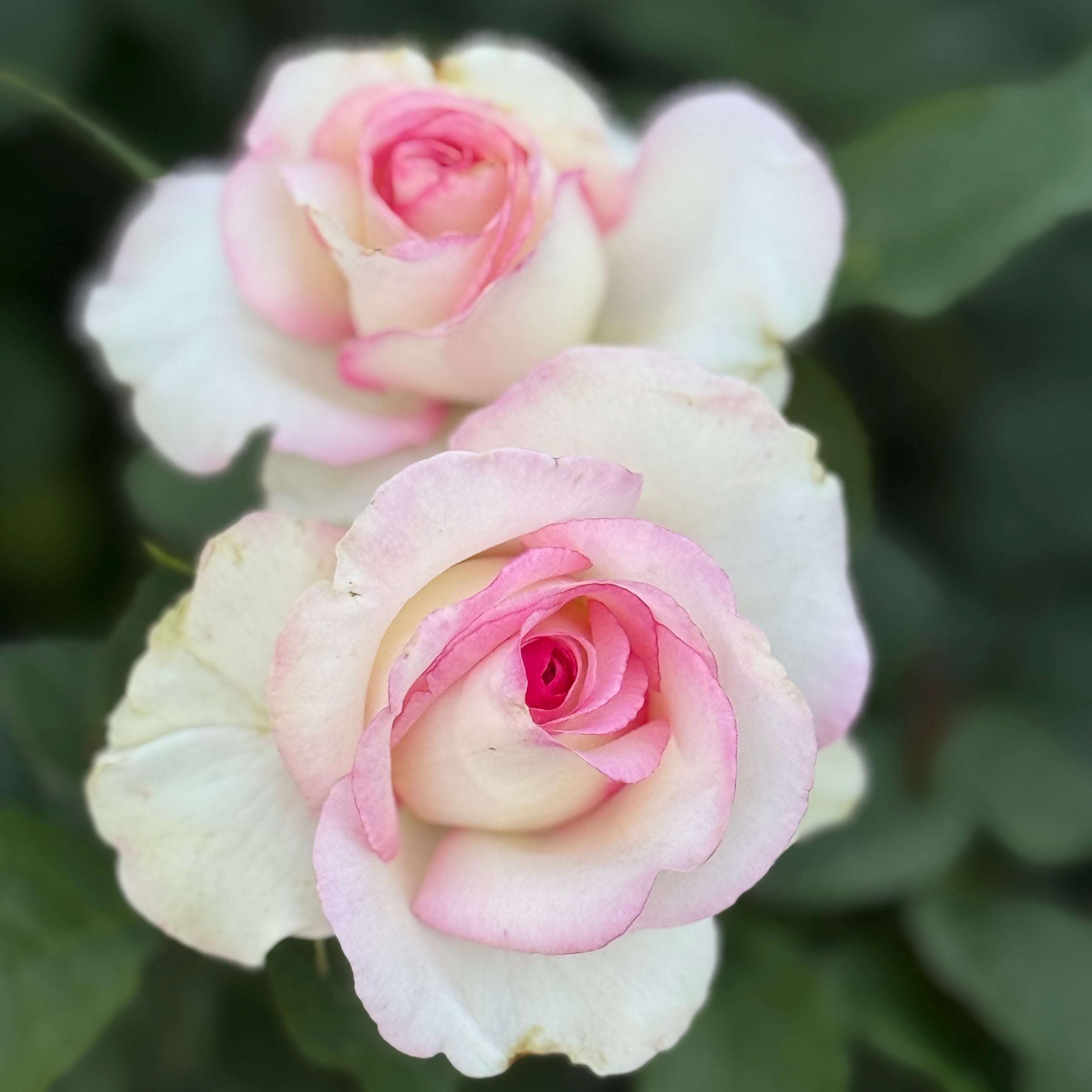 Moonstone® Potted Rose Bush