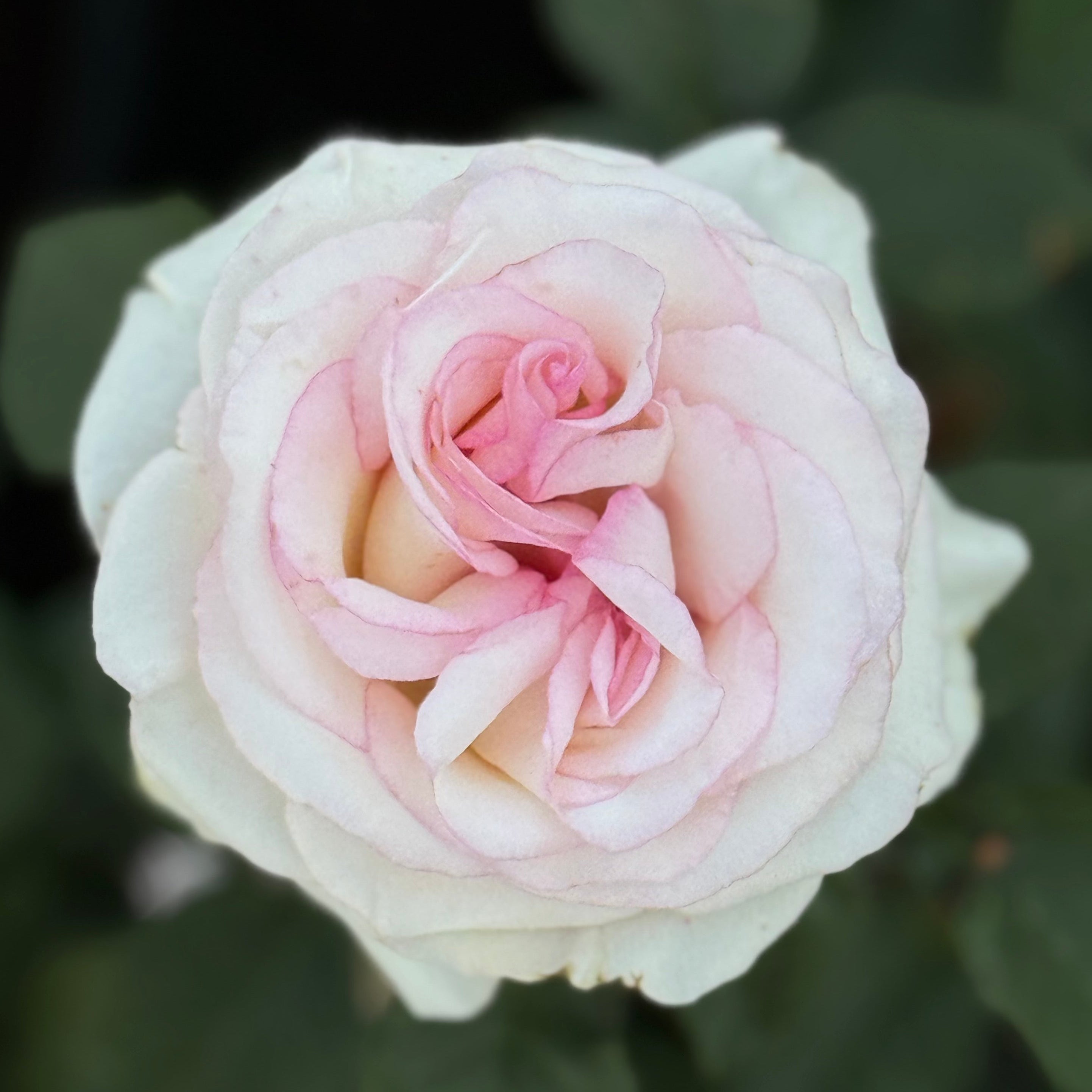 Moonstone® Potted Rose Bush