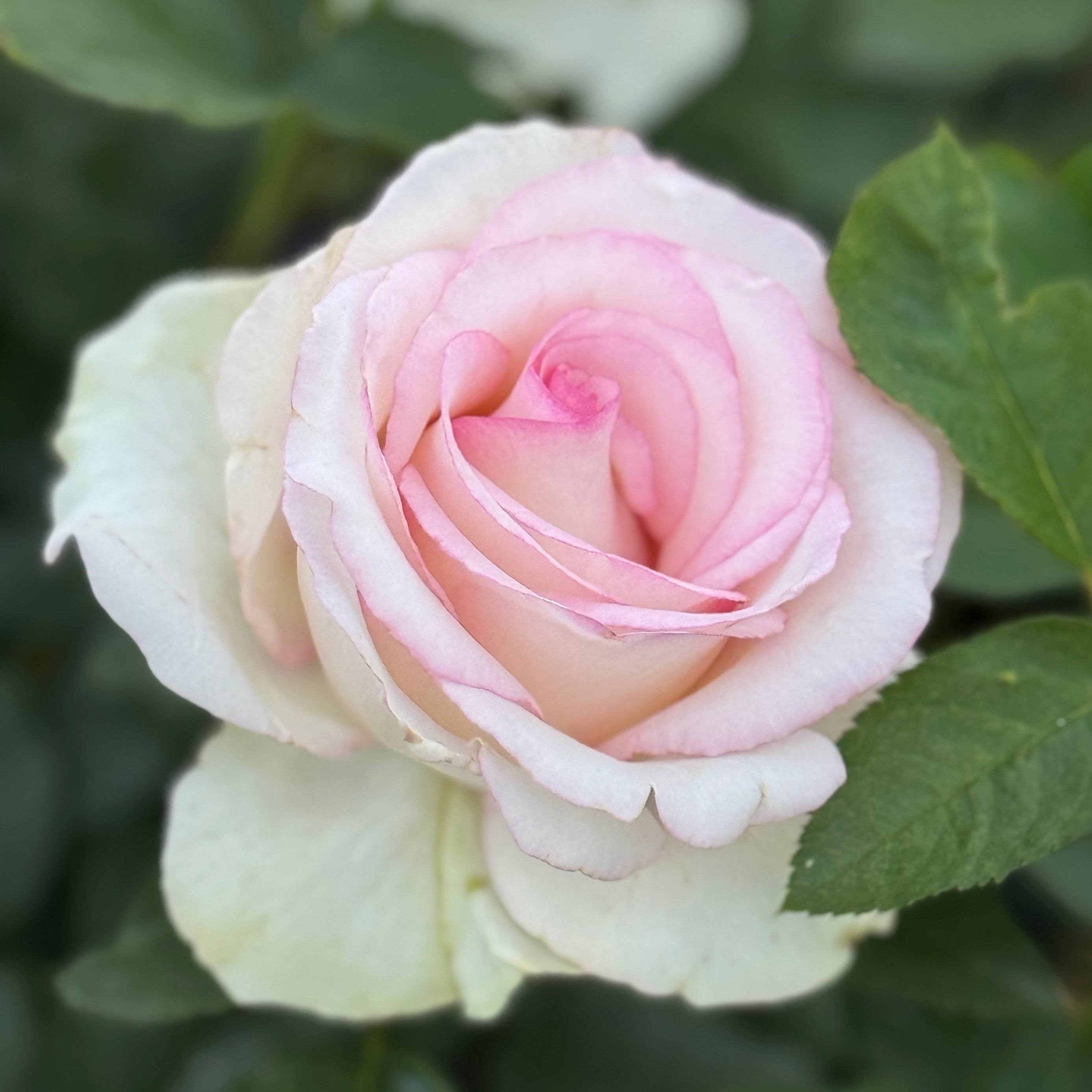 Moonstone® Potted Rose Bush
