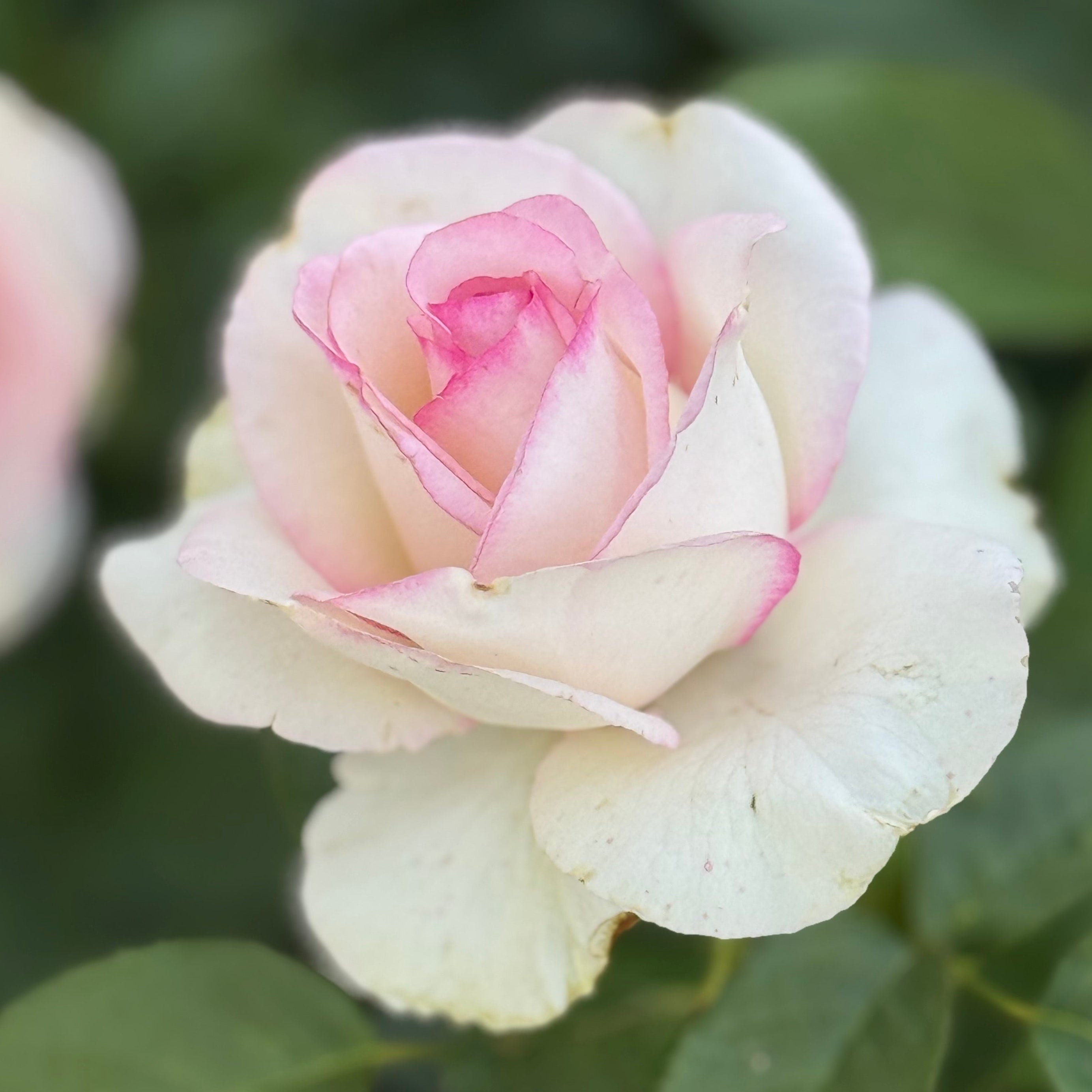 Moonstone® Potted Rose Bush