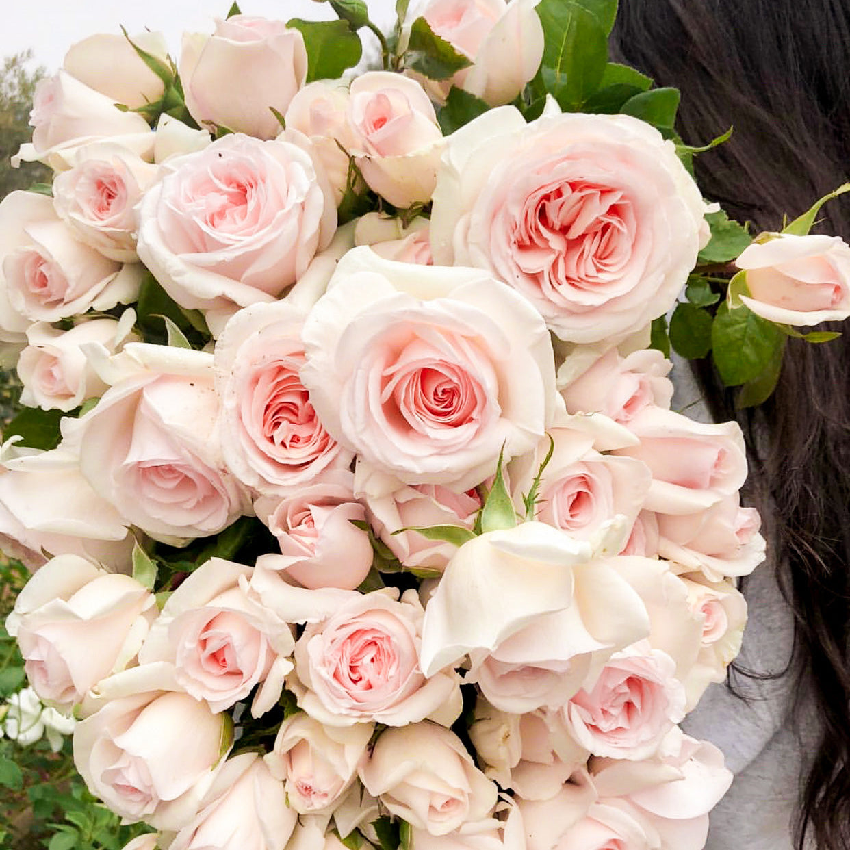 Francis Meilland® Potted Rose Bush