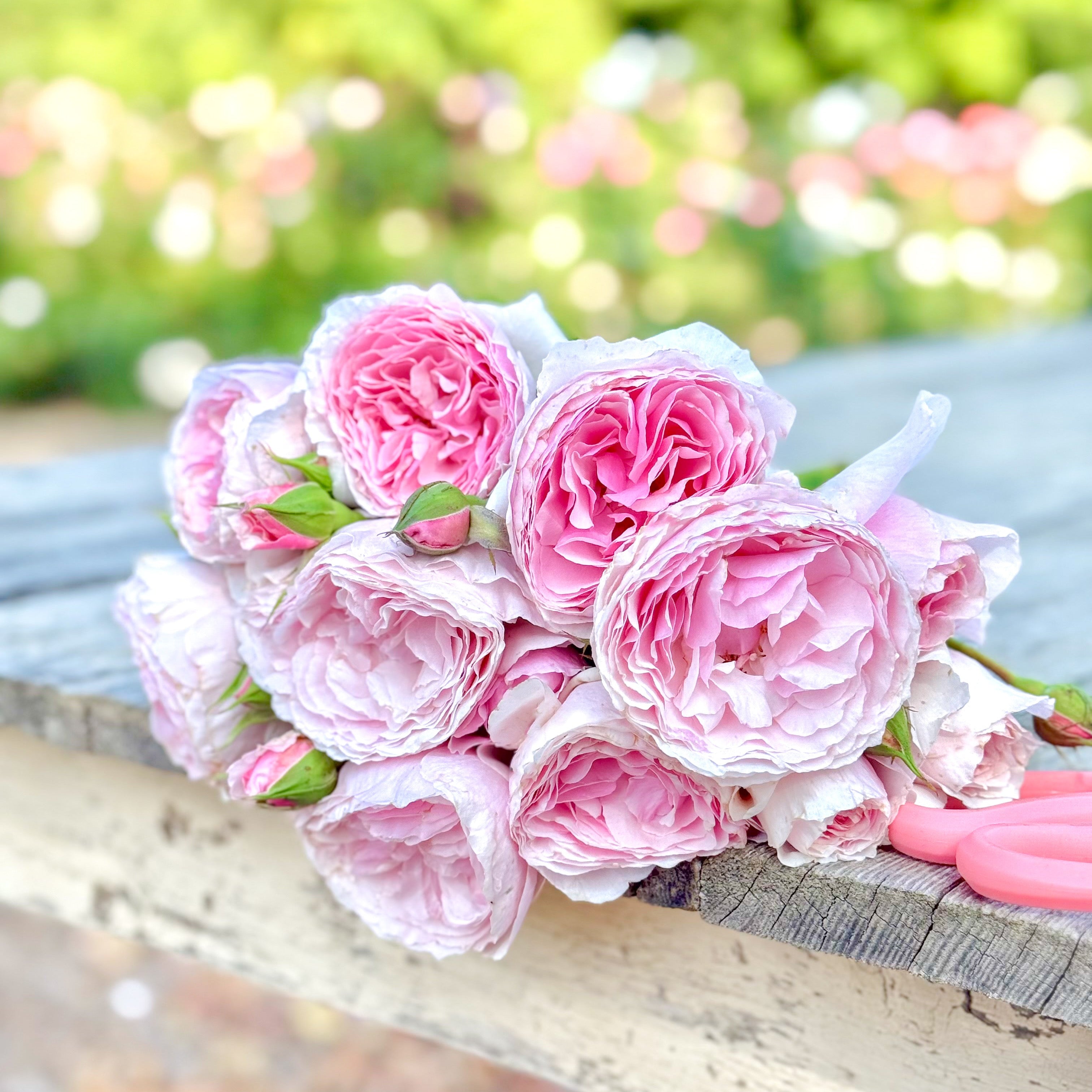 Scentuous™ Potted Rose Bush