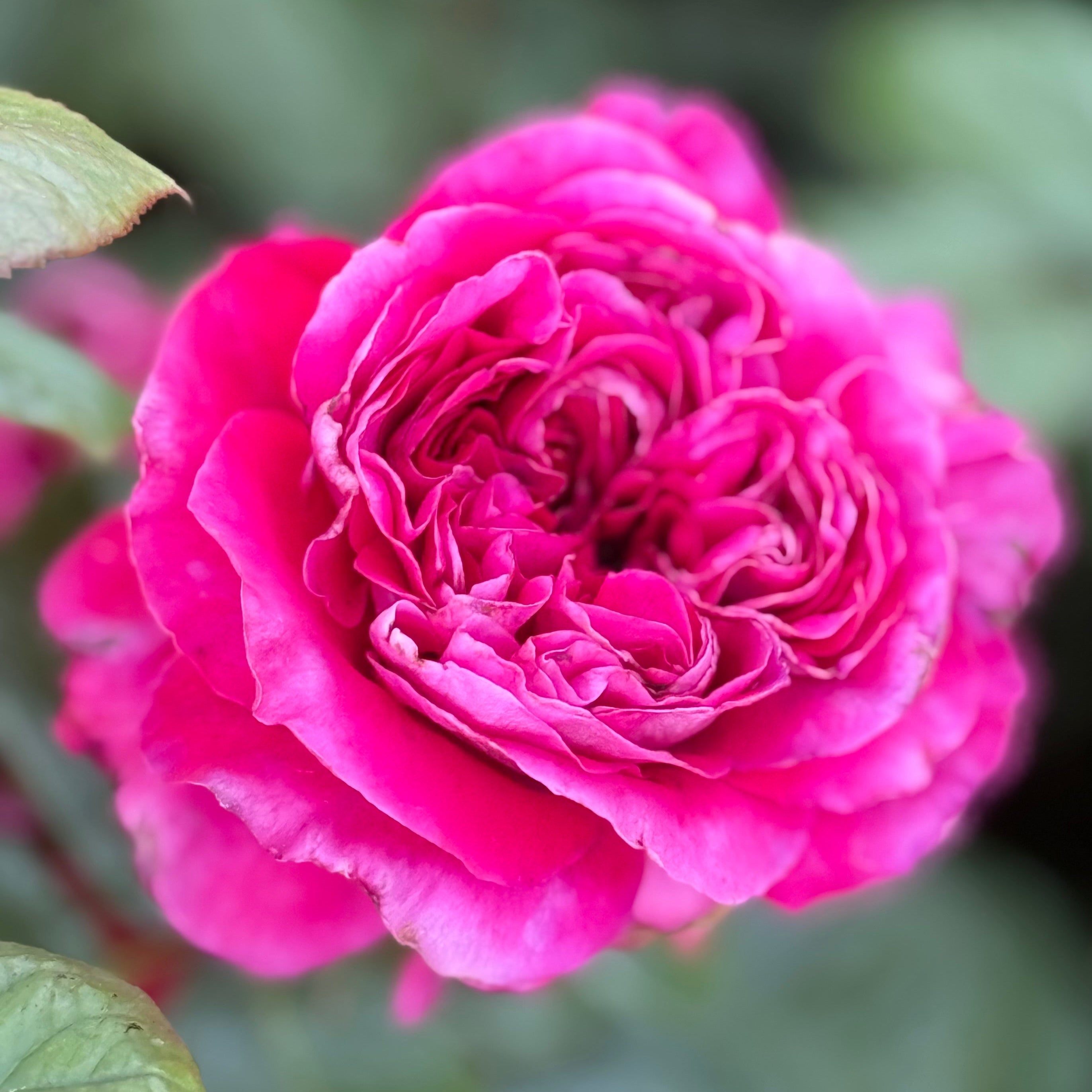 Light Years Away Bare Root Rose Bush