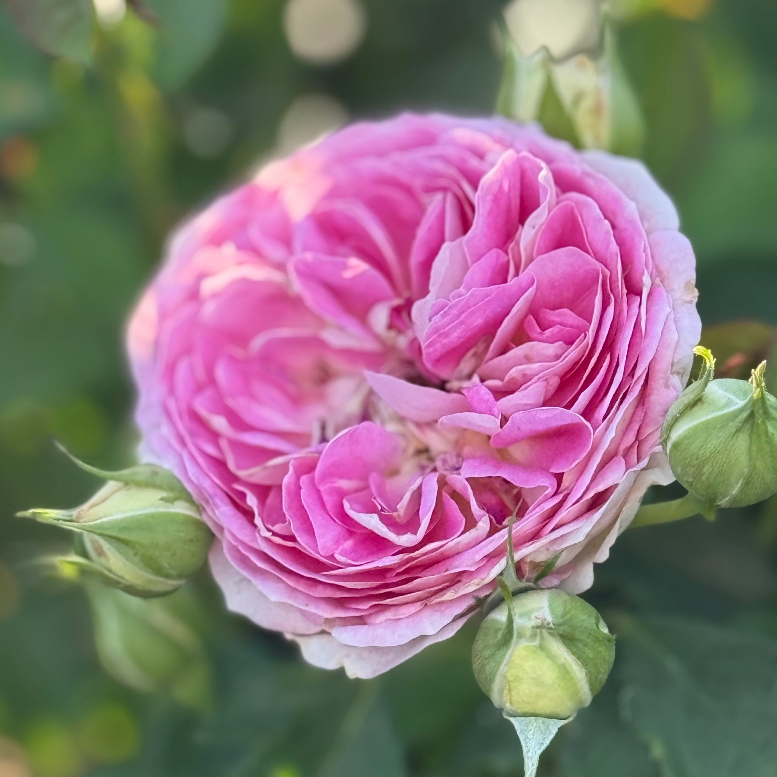 Fashion Forward™ Potted Rose Bush