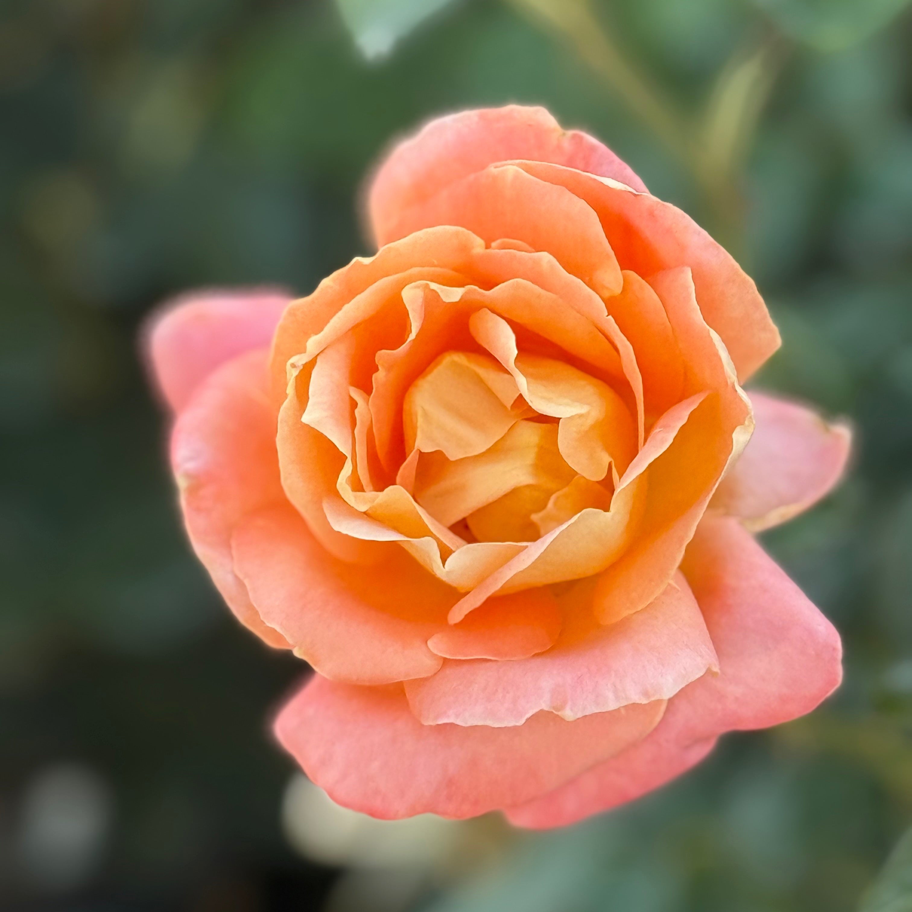 Close-up of a pink rose with a blurred green background