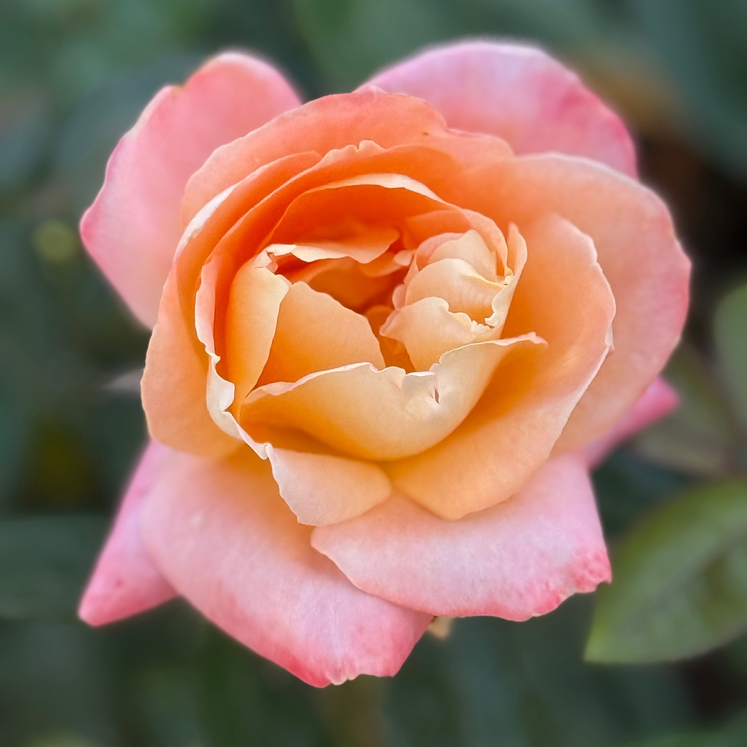 Close-up of a pink rose with a blurred green background