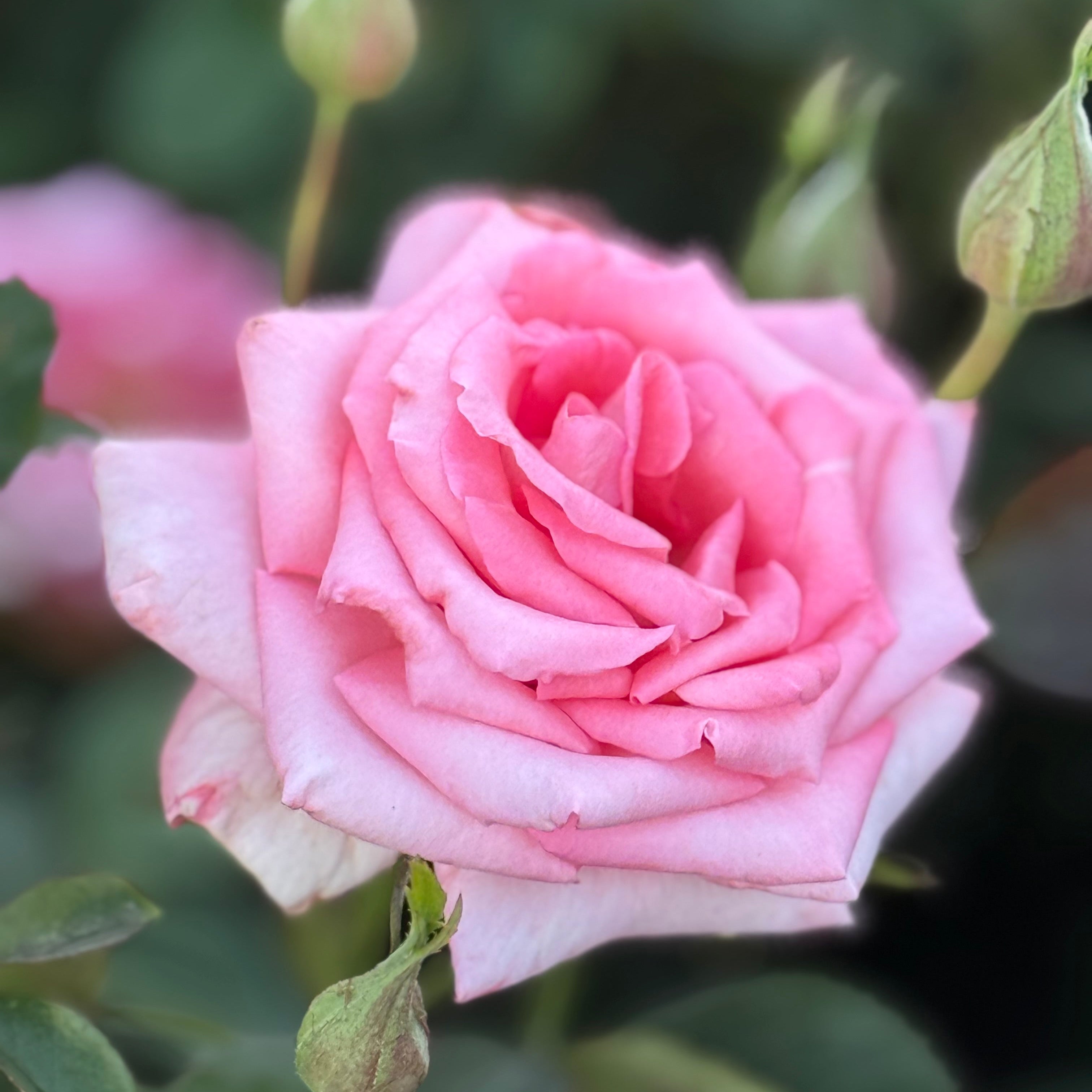 Lady Aberdeen Bare Root Rose Bush