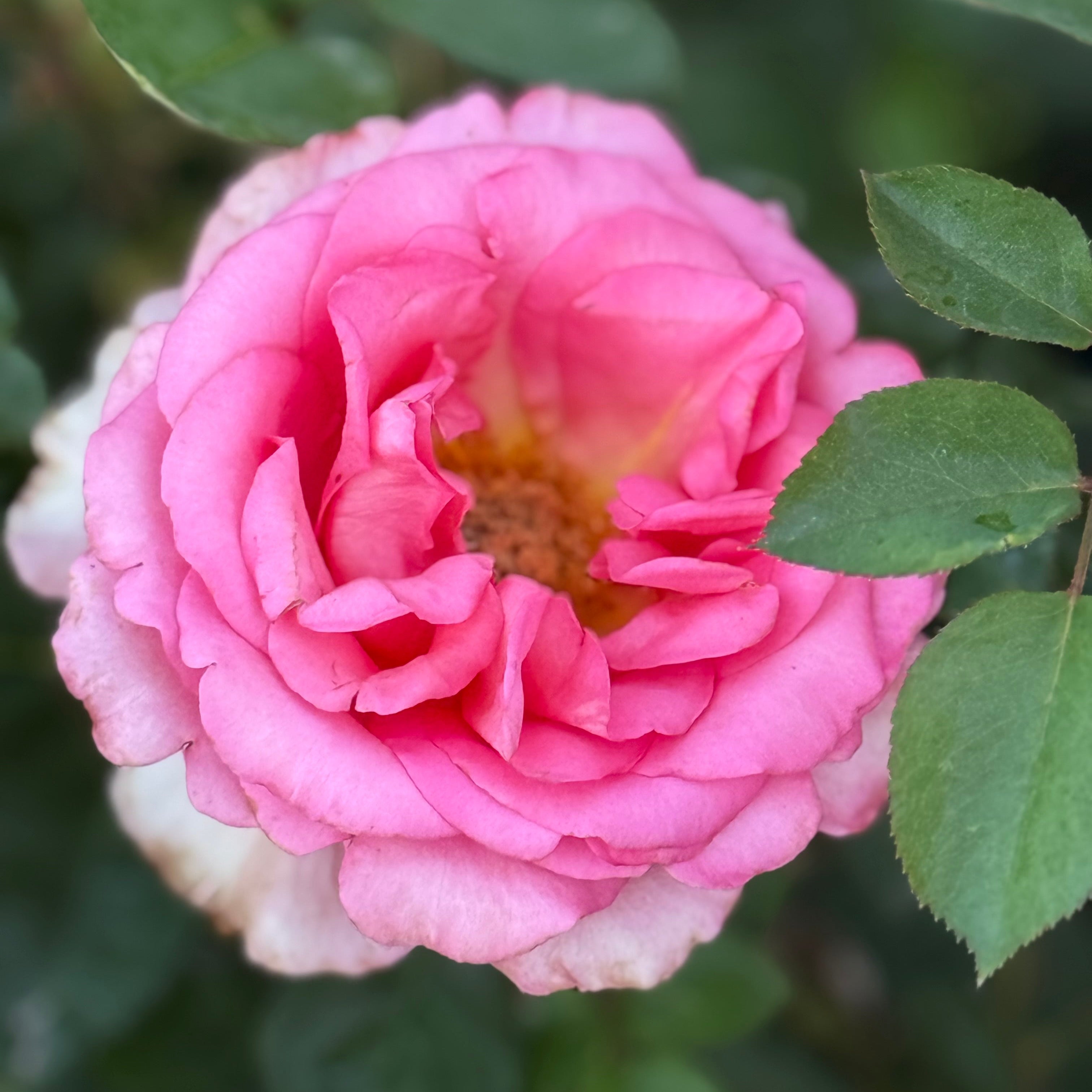 Lois Wilson Bare Root Rose Bush