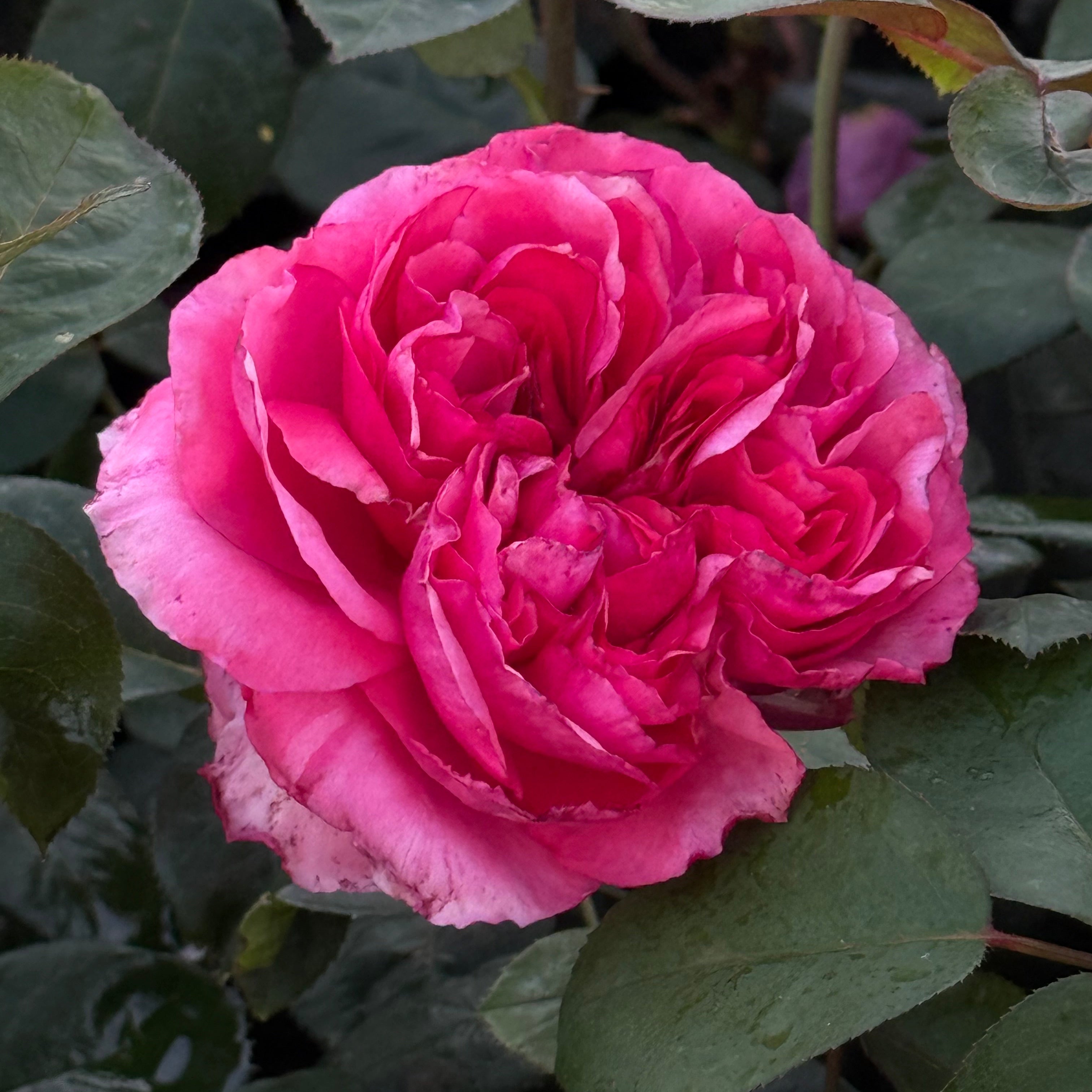 Loves Me, Loves Me Not™ Bare Root Rose Bush