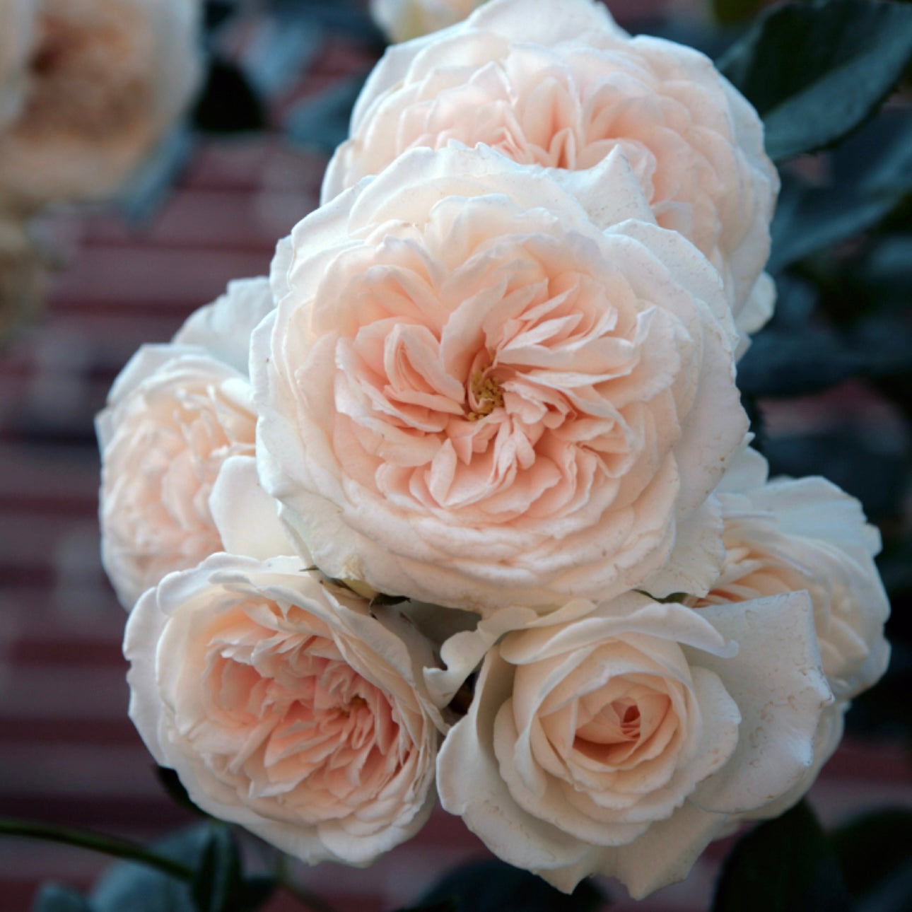 Arborose® Honeymoon Bare Root Climbing Rose