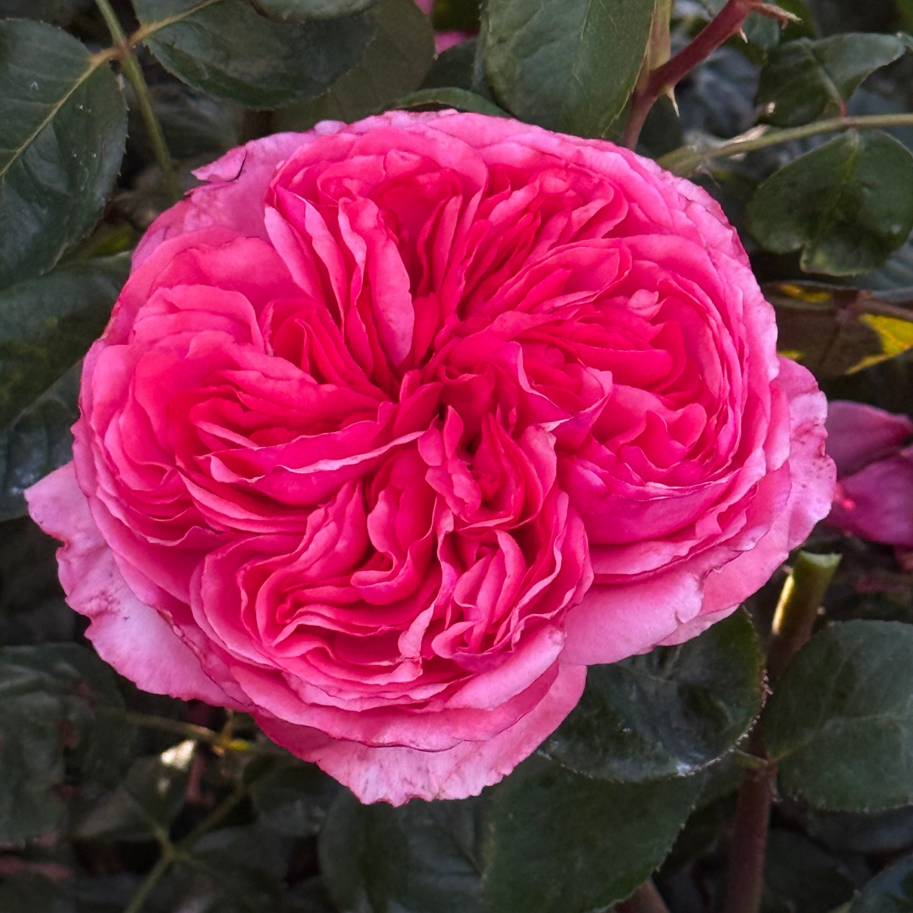 Loves Me, Loves Me Not™ Potted Rose Bush