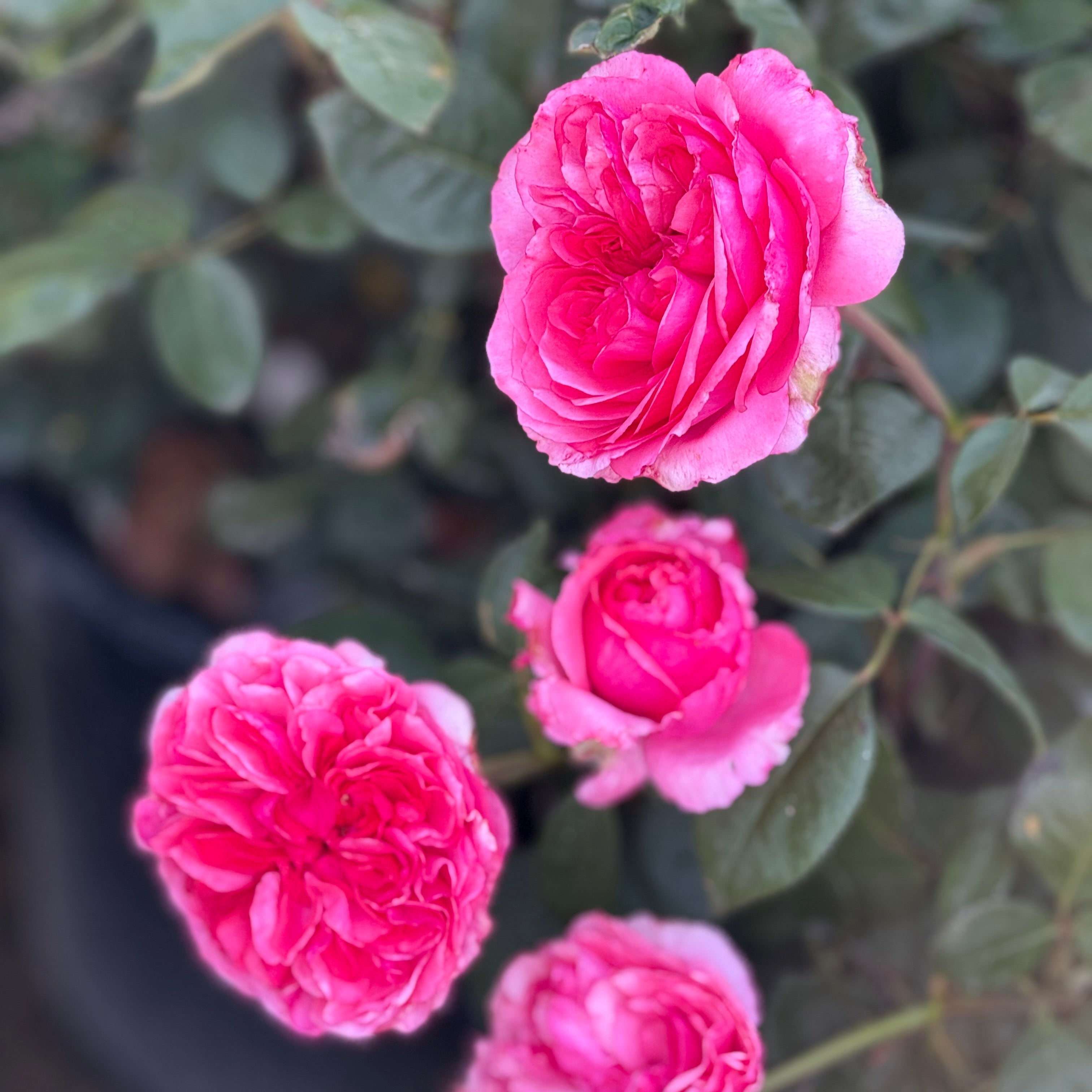 Loves Me, Loves Me Not™ Bare Root Rose Bush