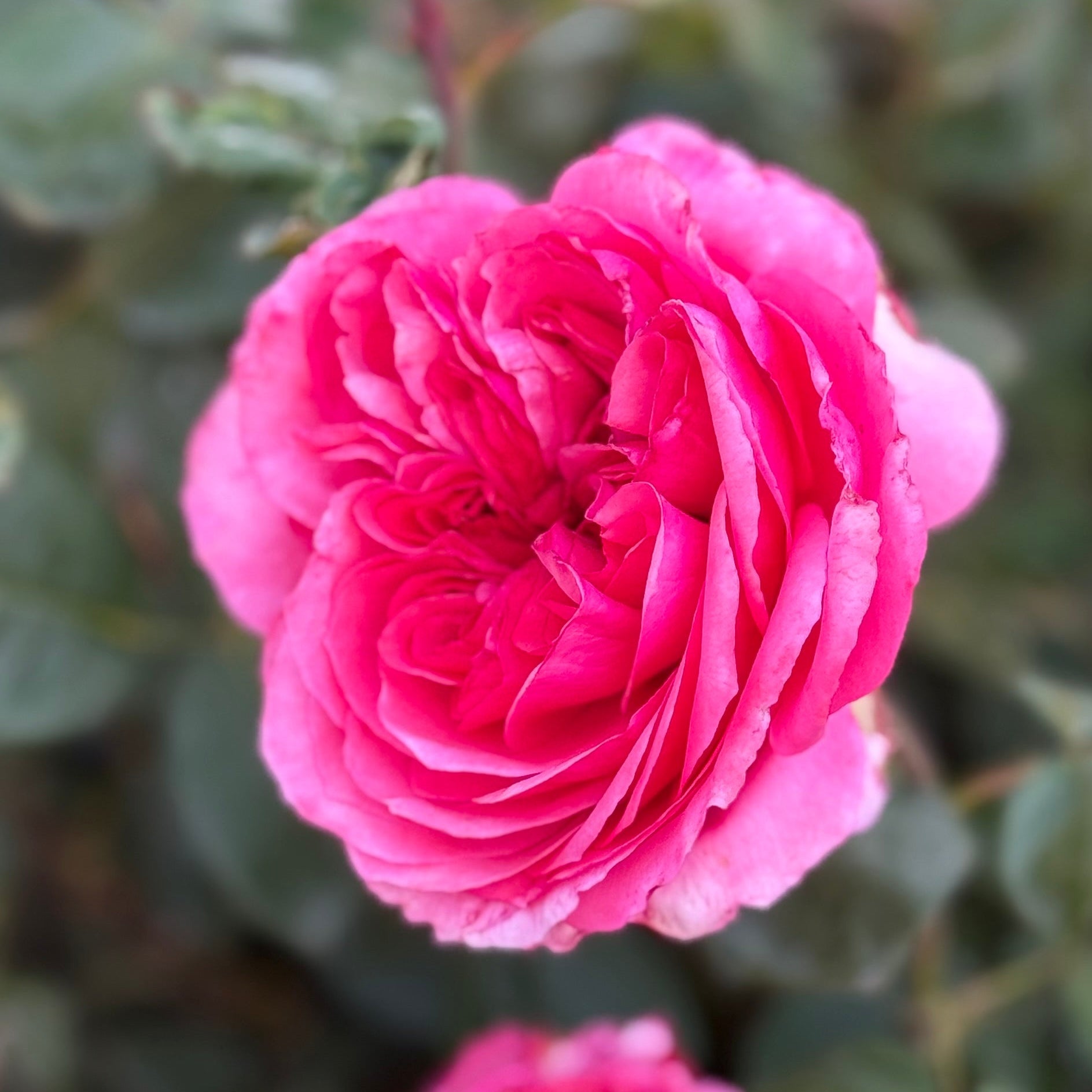 Loves Me, Loves Me Not™ Bare Root Rose Bush