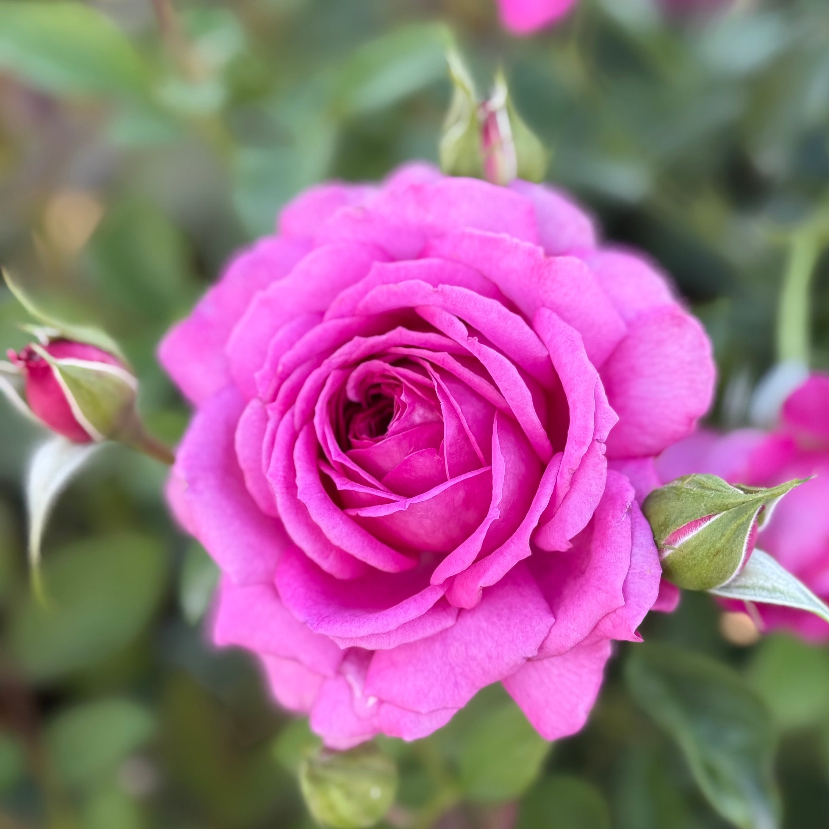 Light Years Away Bare Root Rose Bush