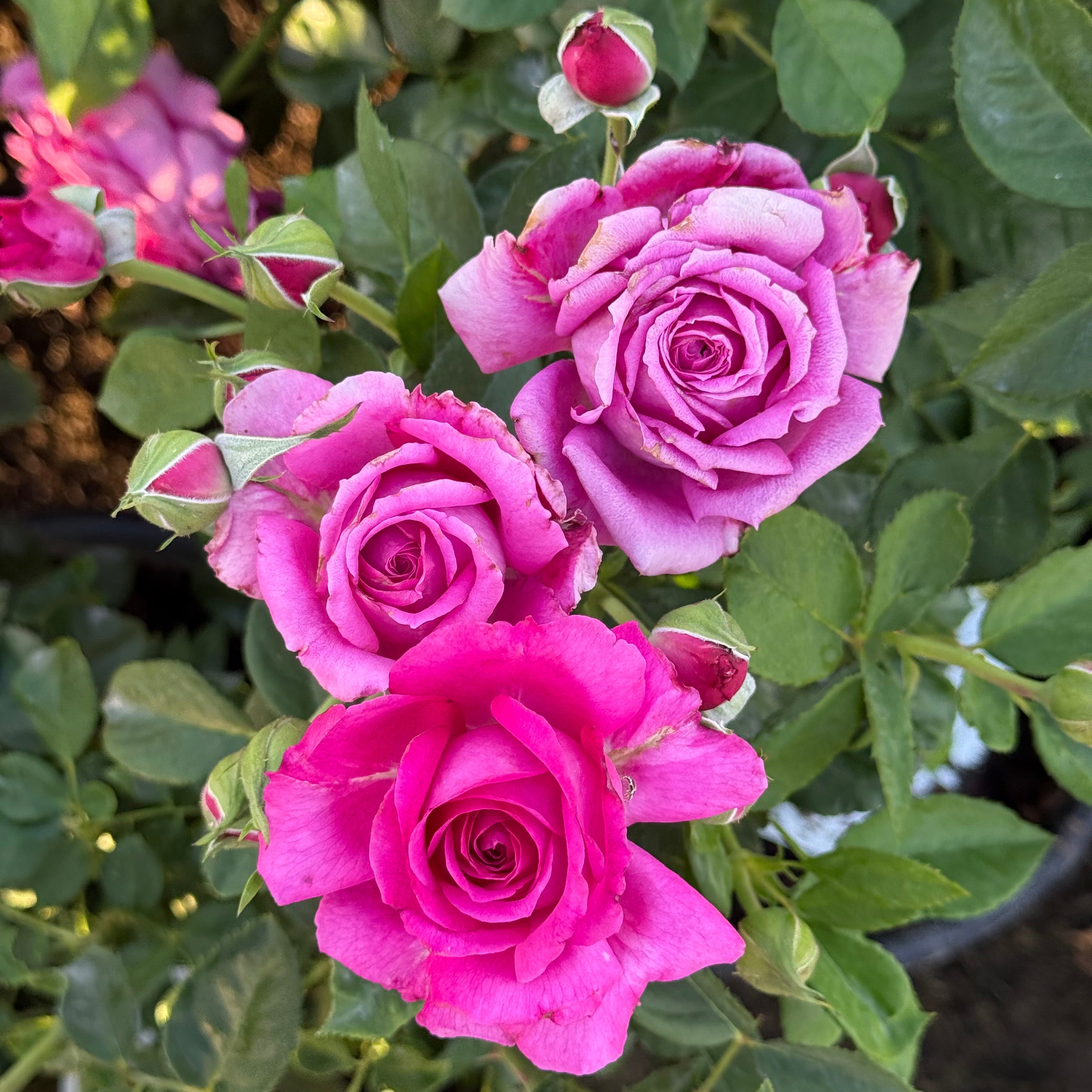 Light Years Away Bare Root Rose Bush