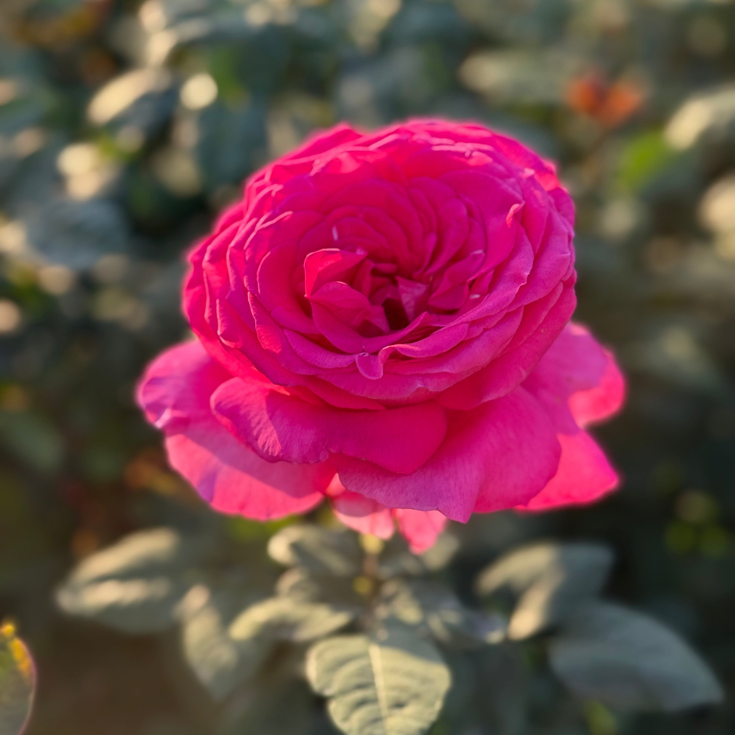 Close-up of a pink rose with blurred green leaves in the background