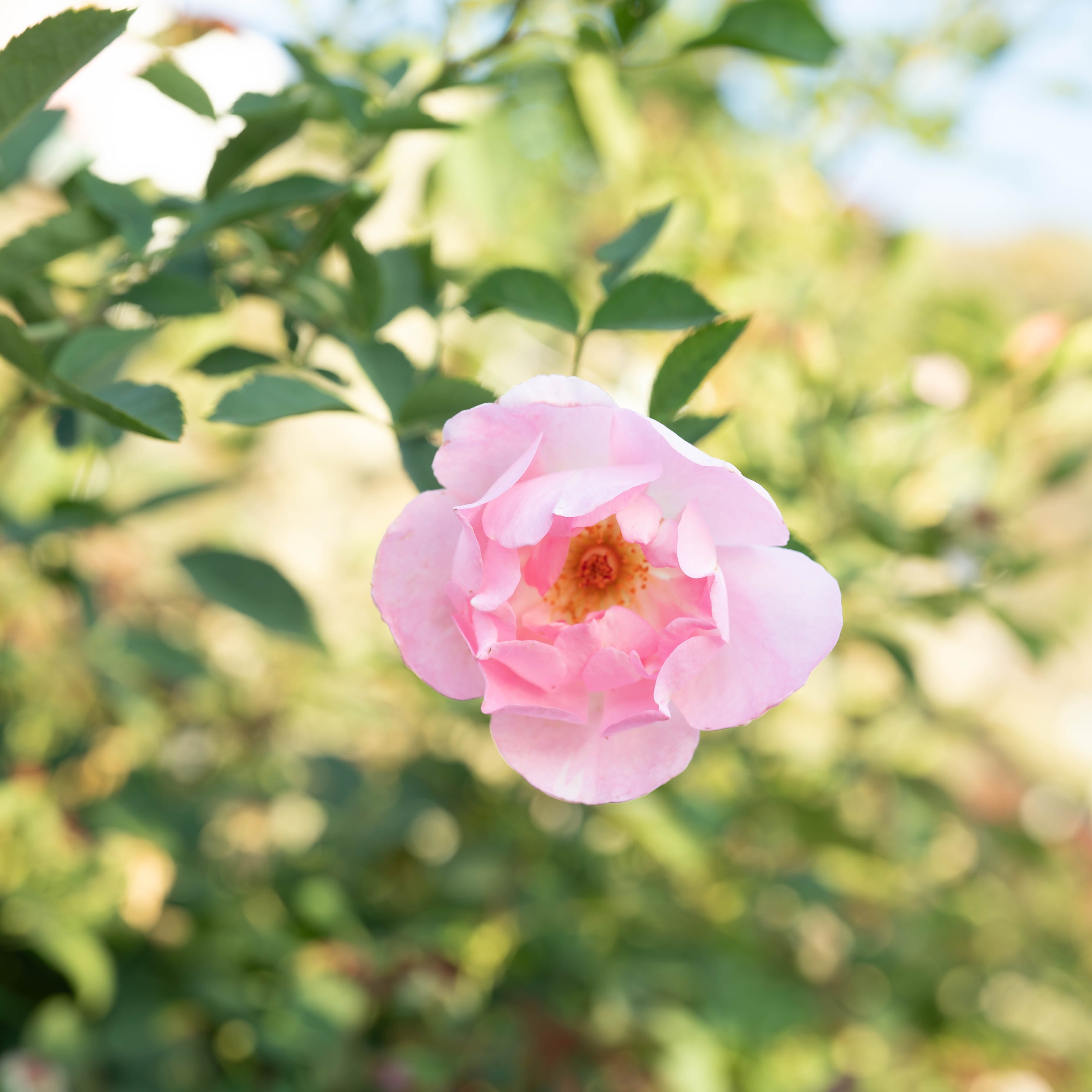 Pink rose in a garden with a blurred background