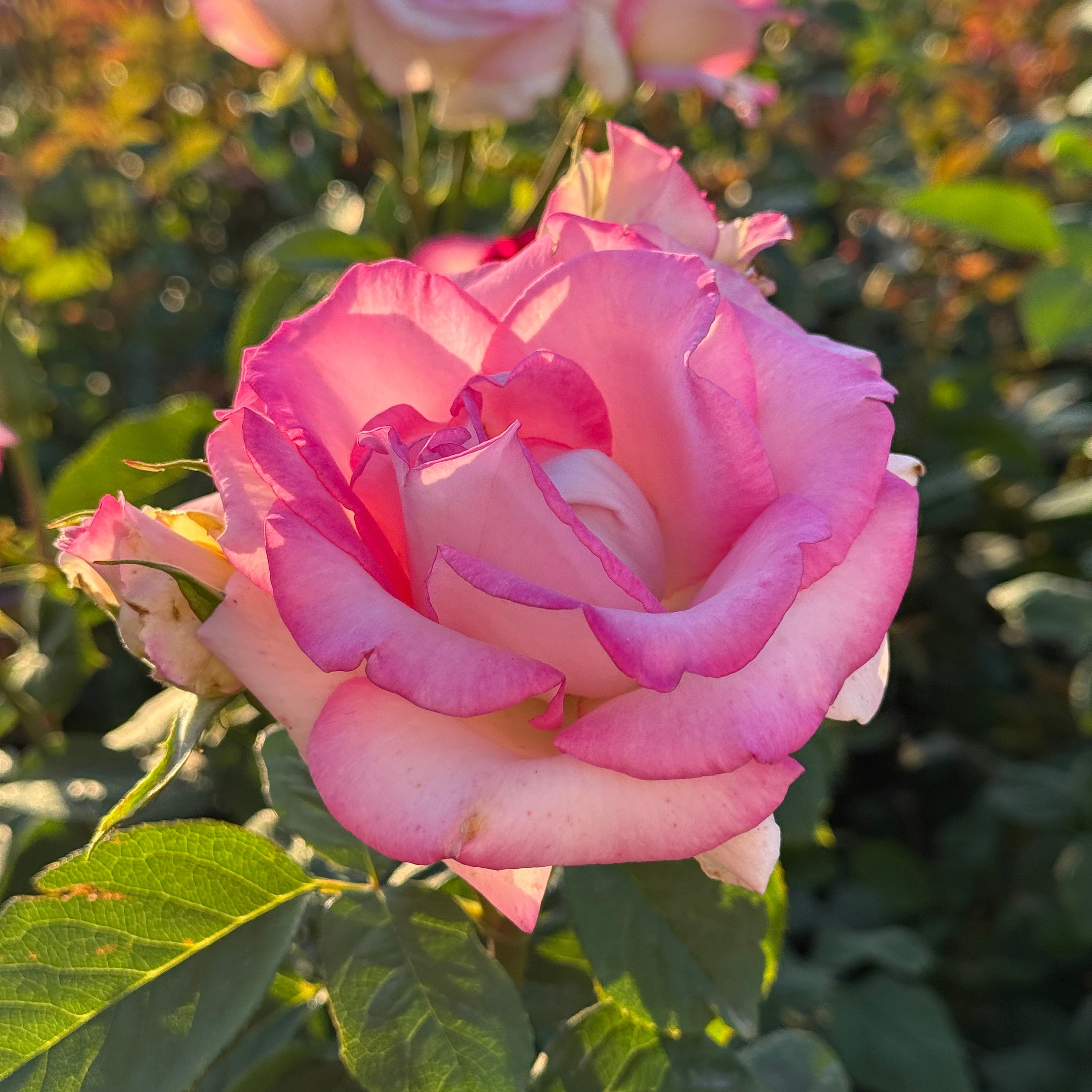 Angelic Veil™ Bare Root Rose Bush