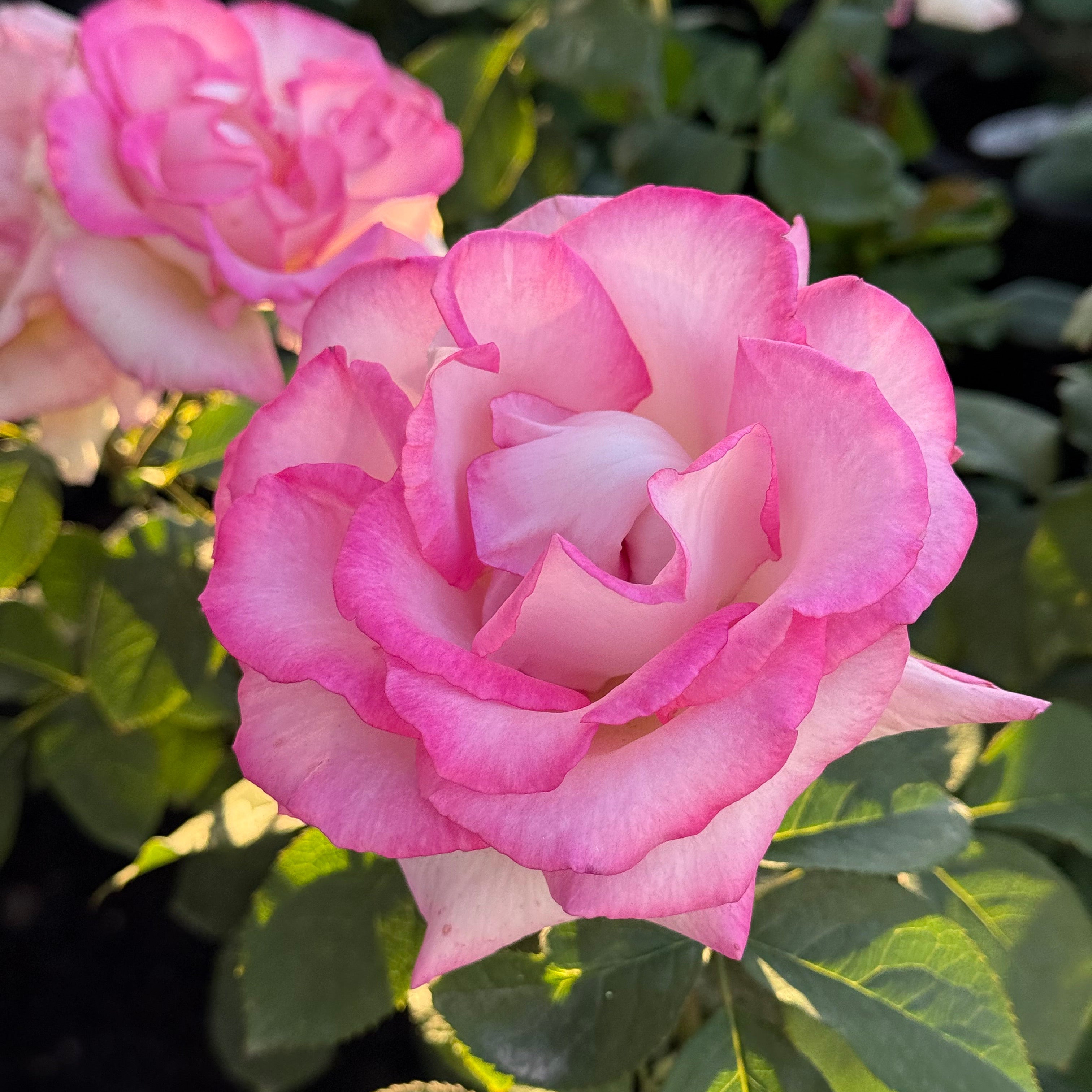 Close-up of a pink rose with green leaves in the background