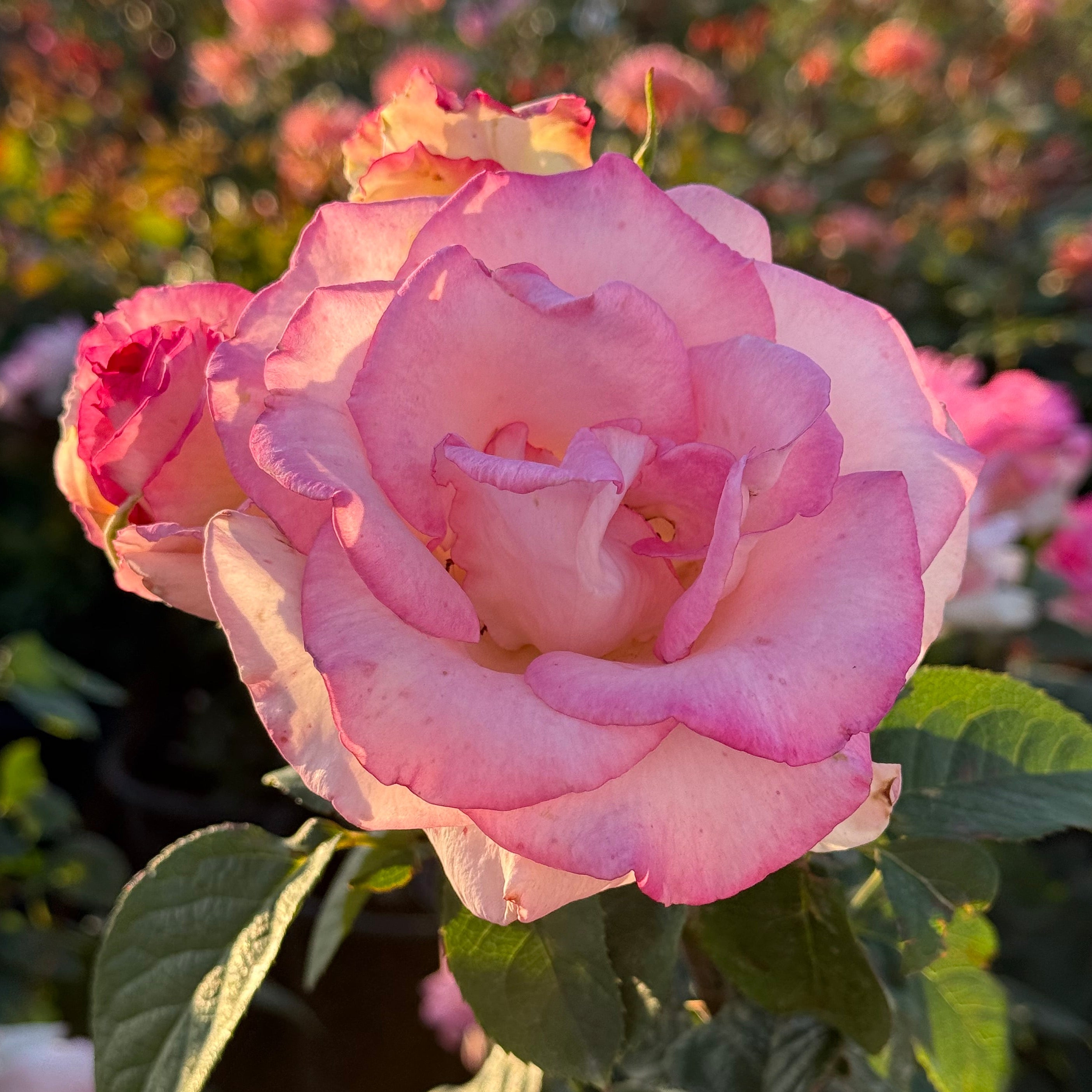 Angelic Veil™ Bare Root Rose Bush