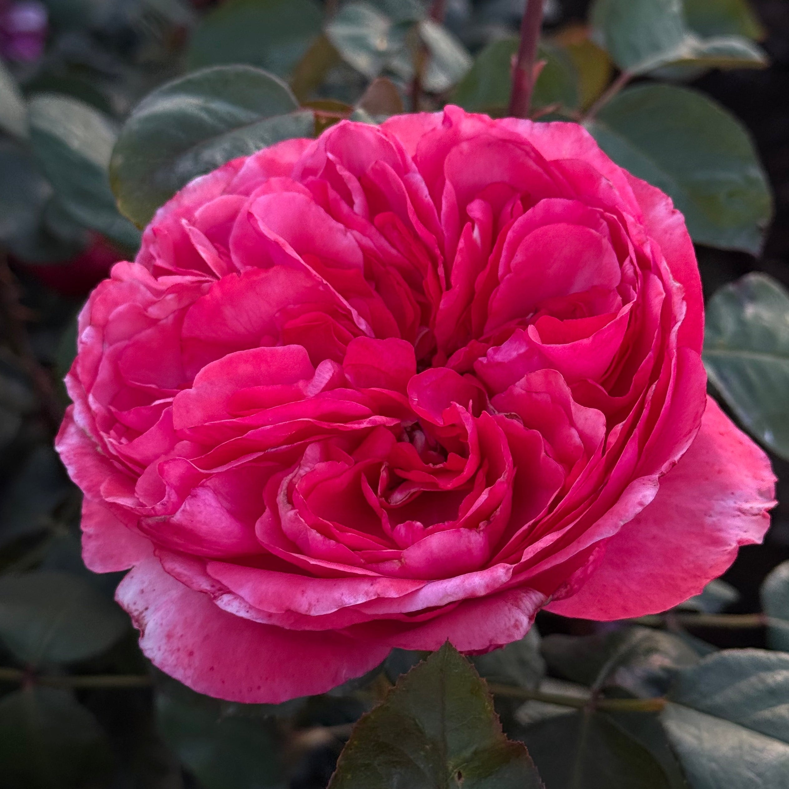 Loves Me, Loves Me Not™ Bare Root Rose Bush