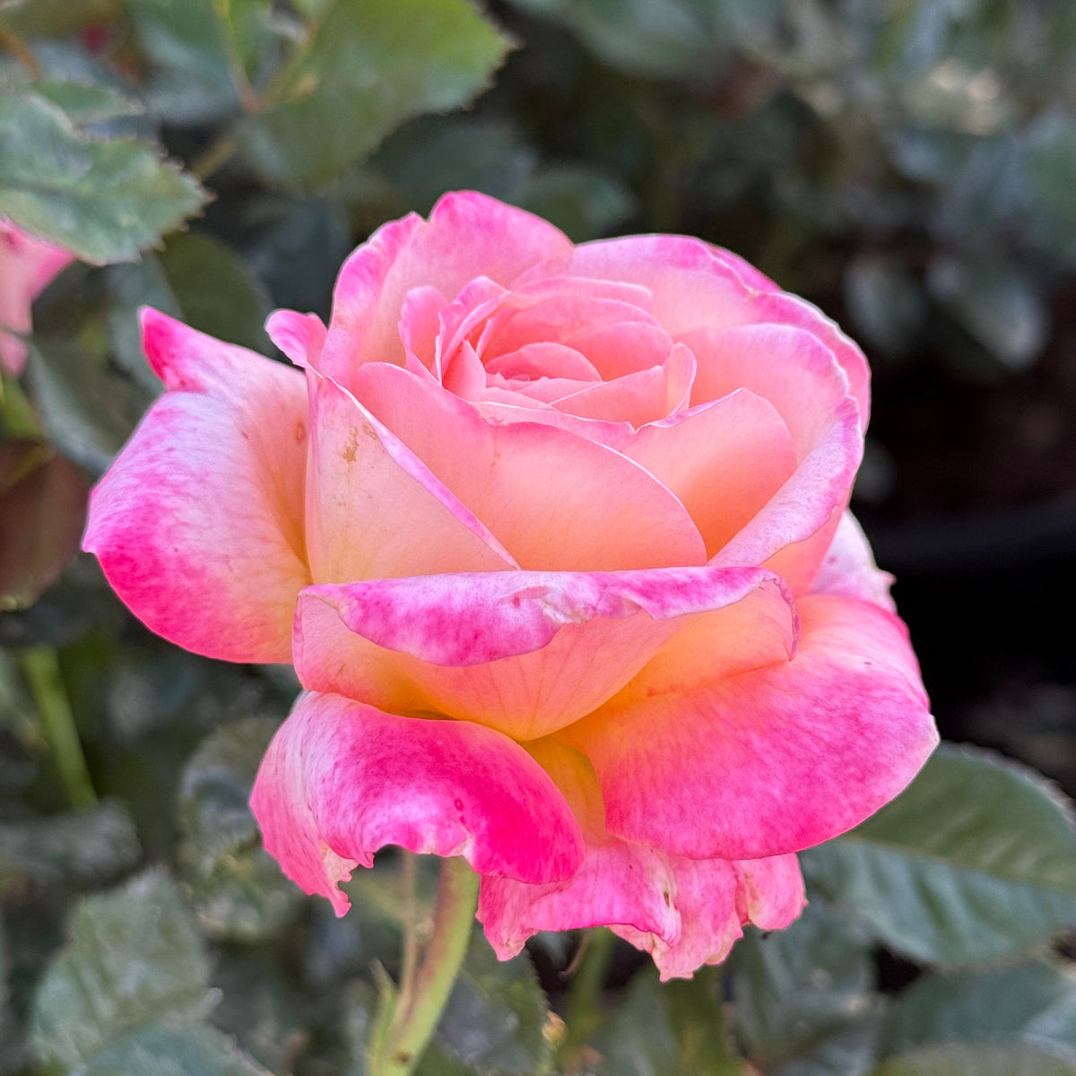 Enchanted Peace™ Bare Root Rose Bush