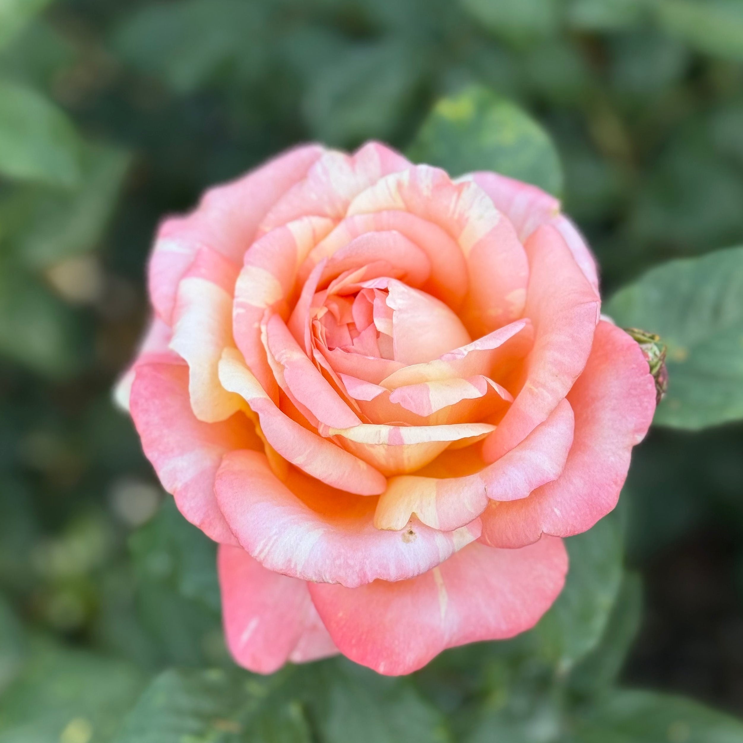 ピーチローズ Peach Swirl Potted Rose Bush | Peach Pink Reverse Rose | Grace
