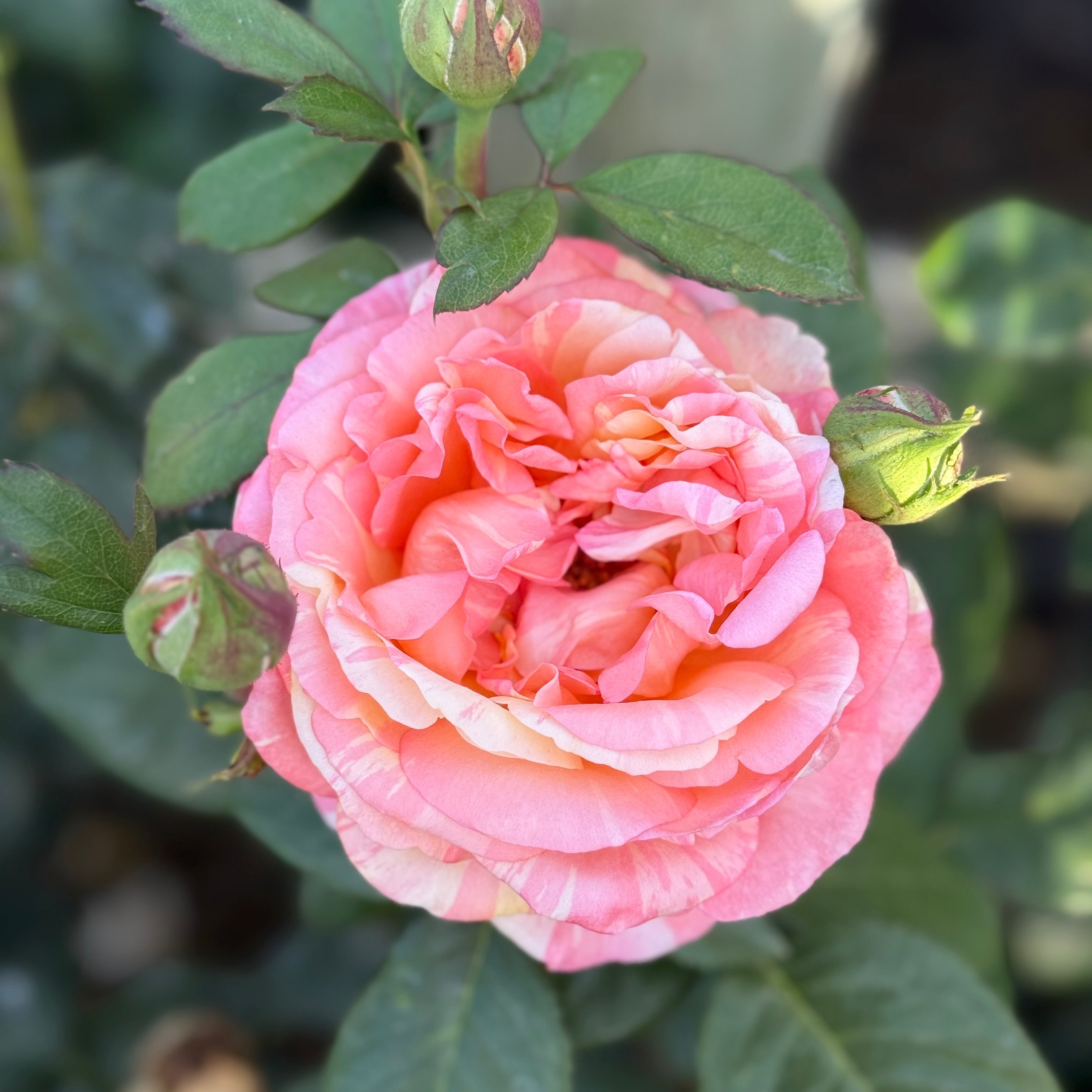 Peach Swirl™ Potted Rose Bush