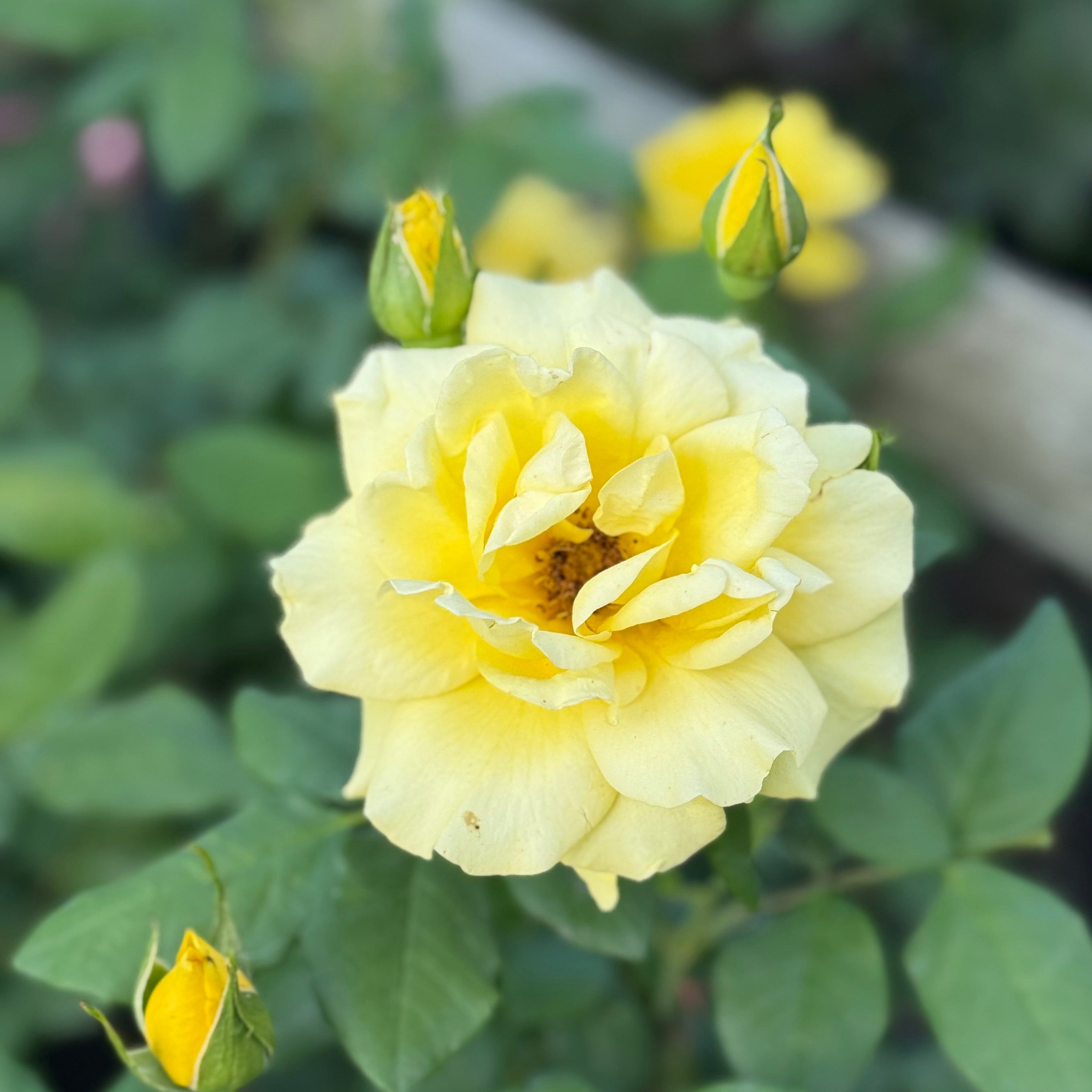 Phyllis Diller™ Potted Rose Bush