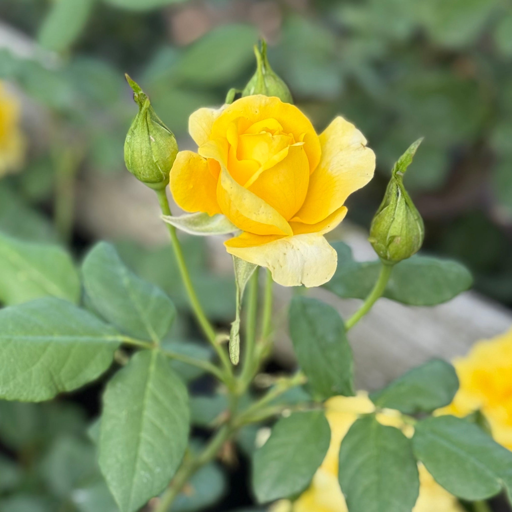 Phyllis Diller™ Potted Rose Bush