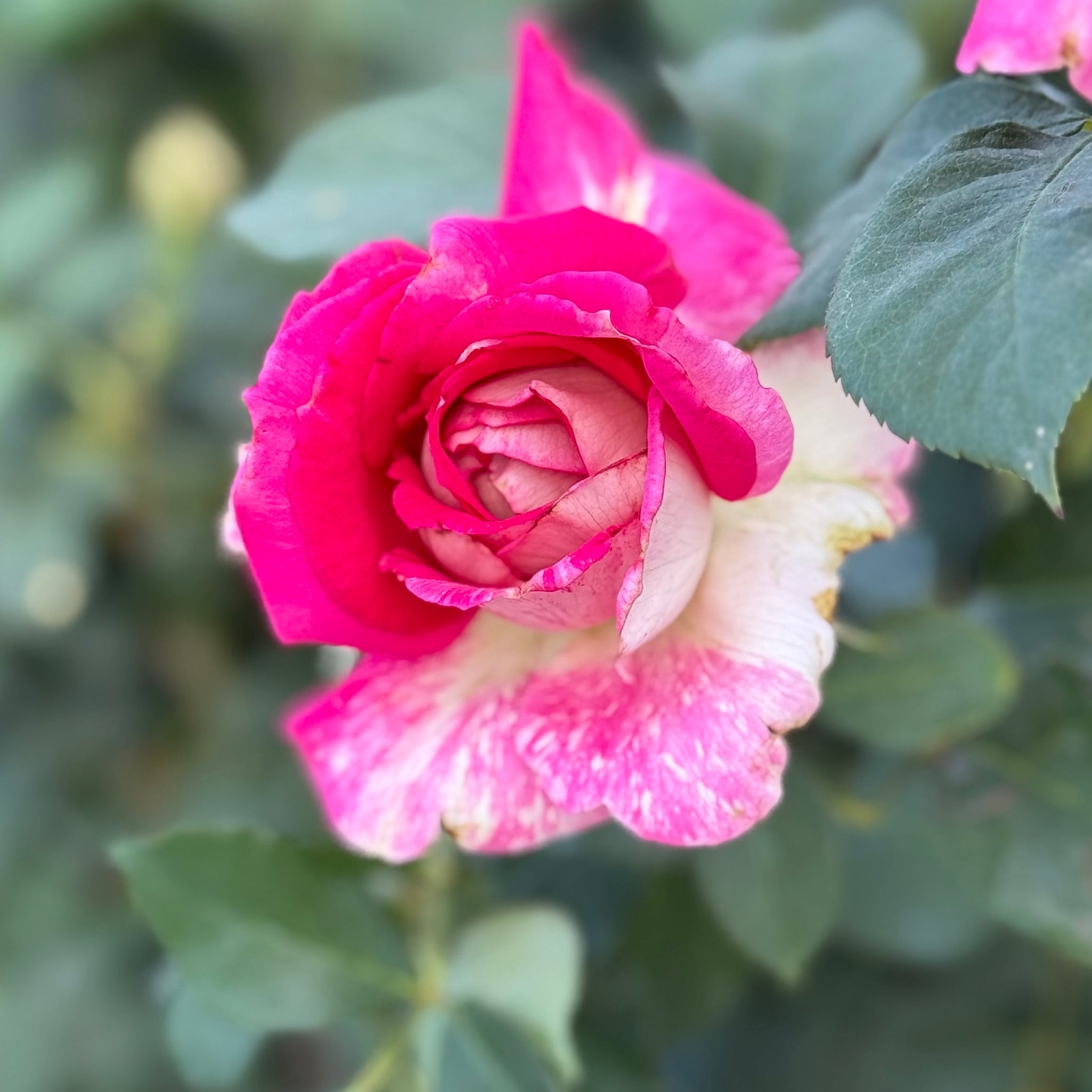Picture Perfect™ Potted Tree Rose