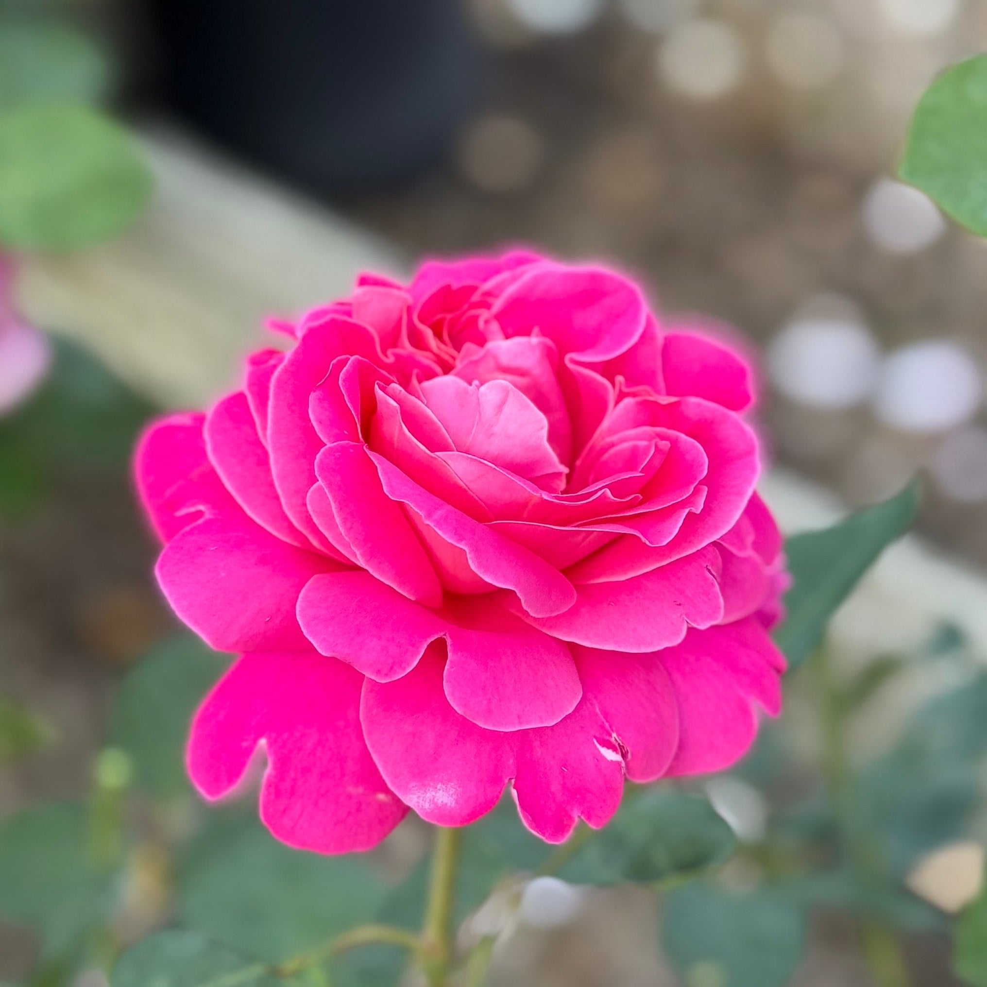 Pink Peace™ Potted Rose Bush