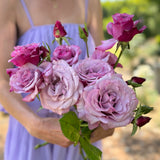 Neptune™ Potted Tree Rose