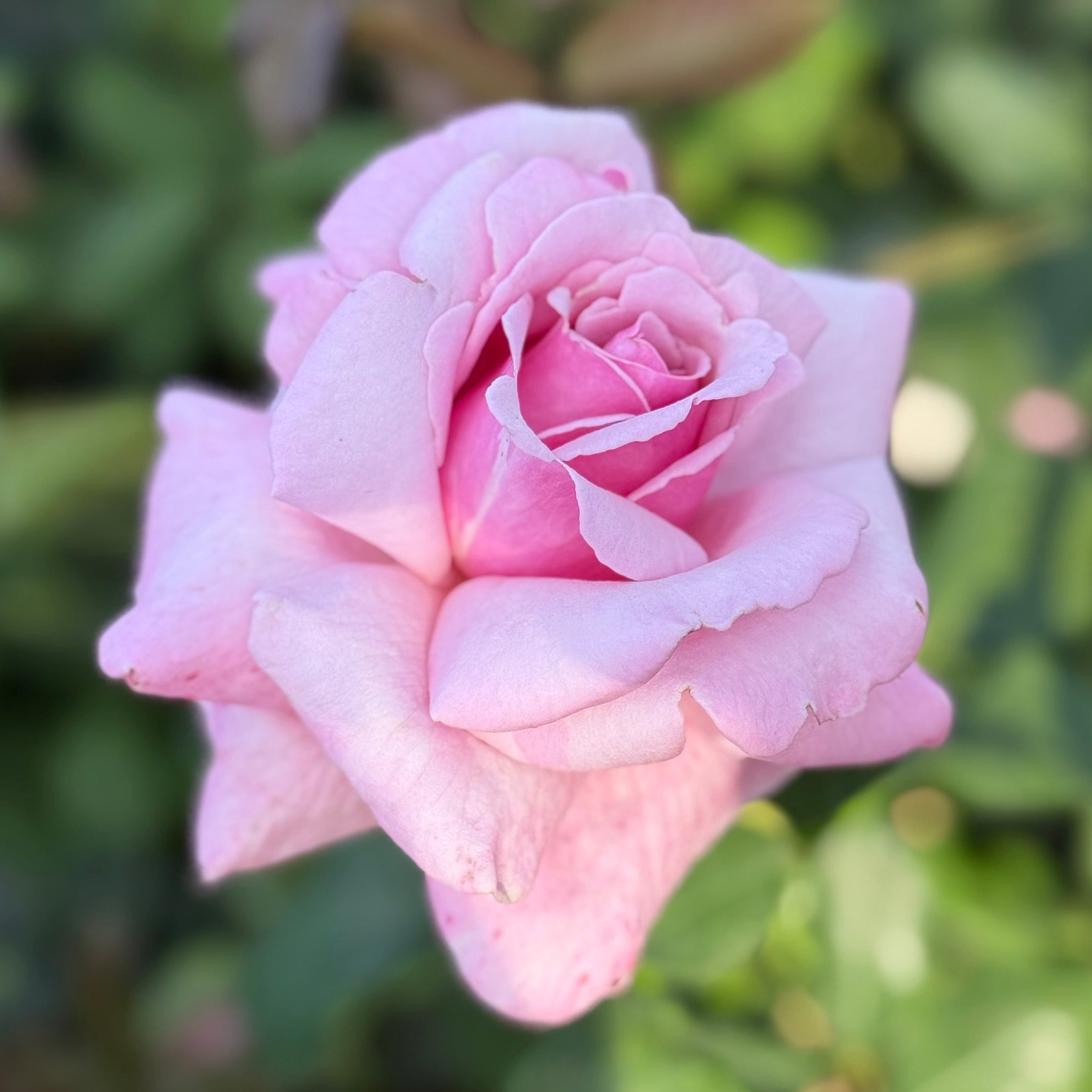 Memorial Day® Potted Tree Rose