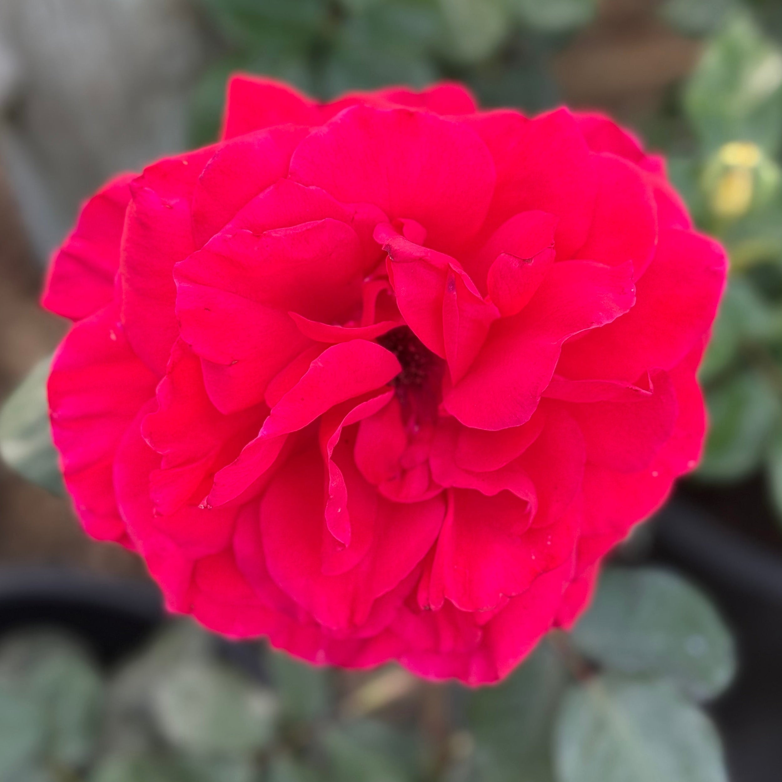 Legends™ Potted Tree Rose
