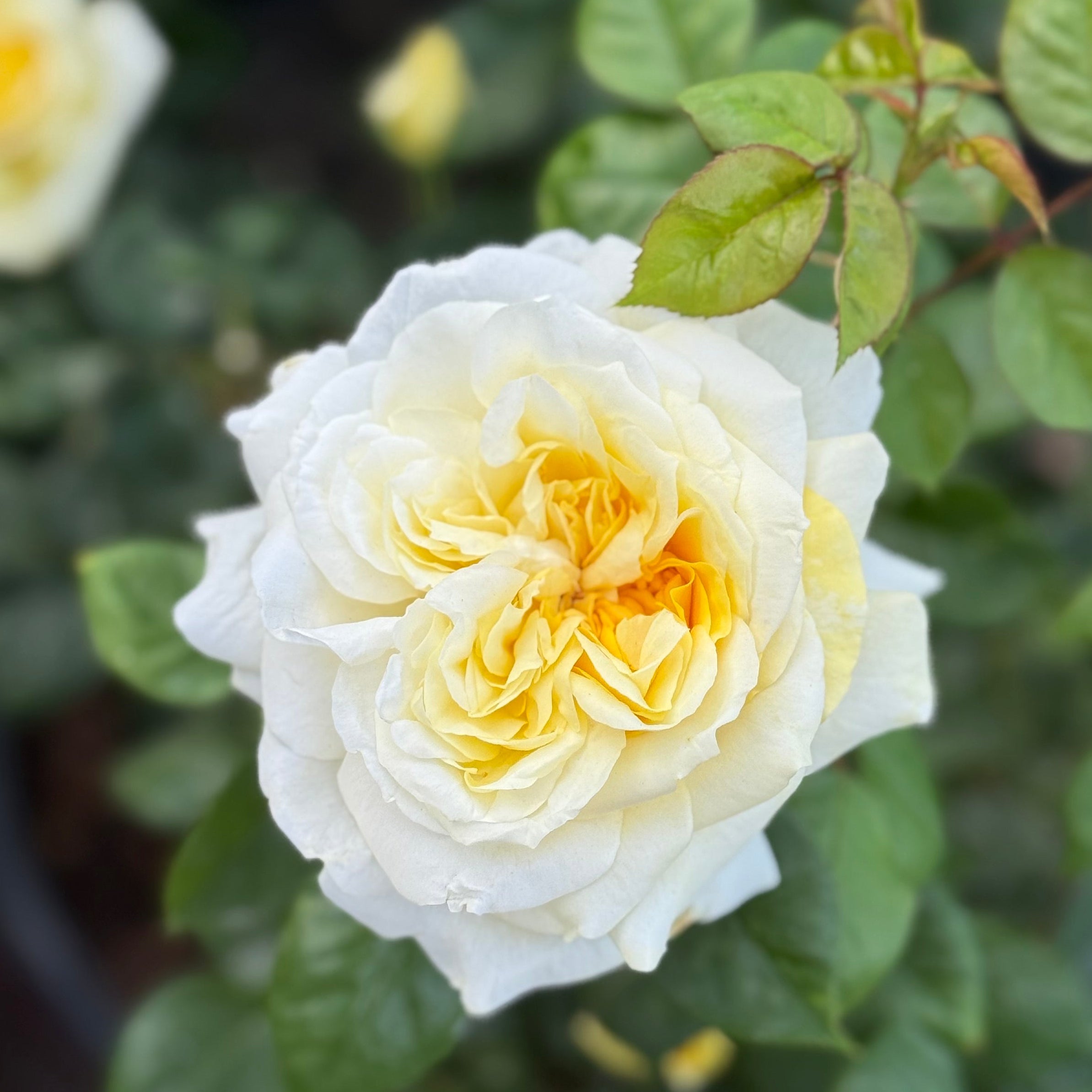 Lemontini™ Potted Rose Bush
