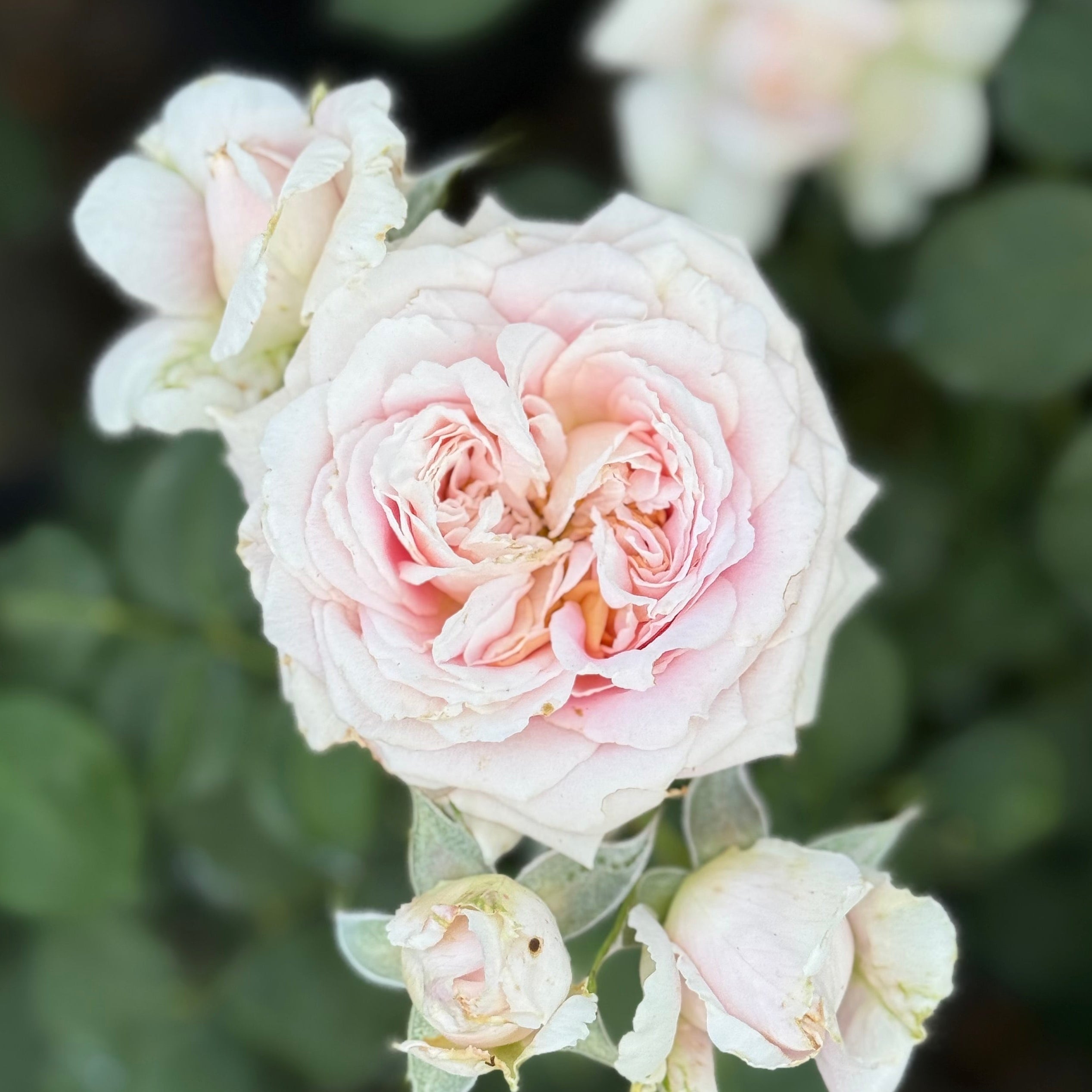 Fun in the Sun™ Potted Tree Rose